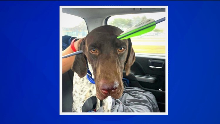 Dog shot in head with arrow miraculously survives; Medina County Sheriff's Office investigating