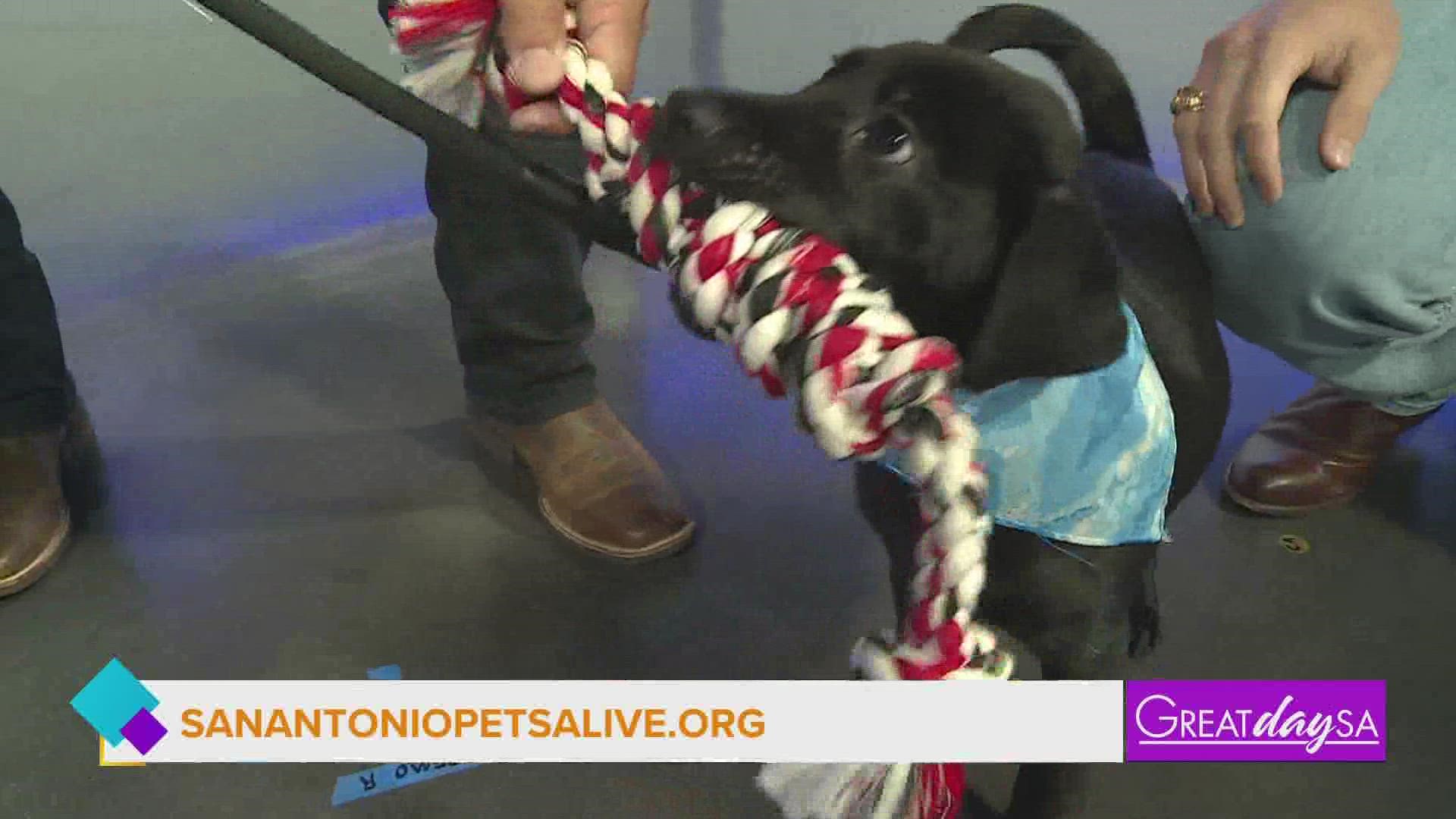 San Antonio Pets Alive needs your help finding fur-ever homes for their animals