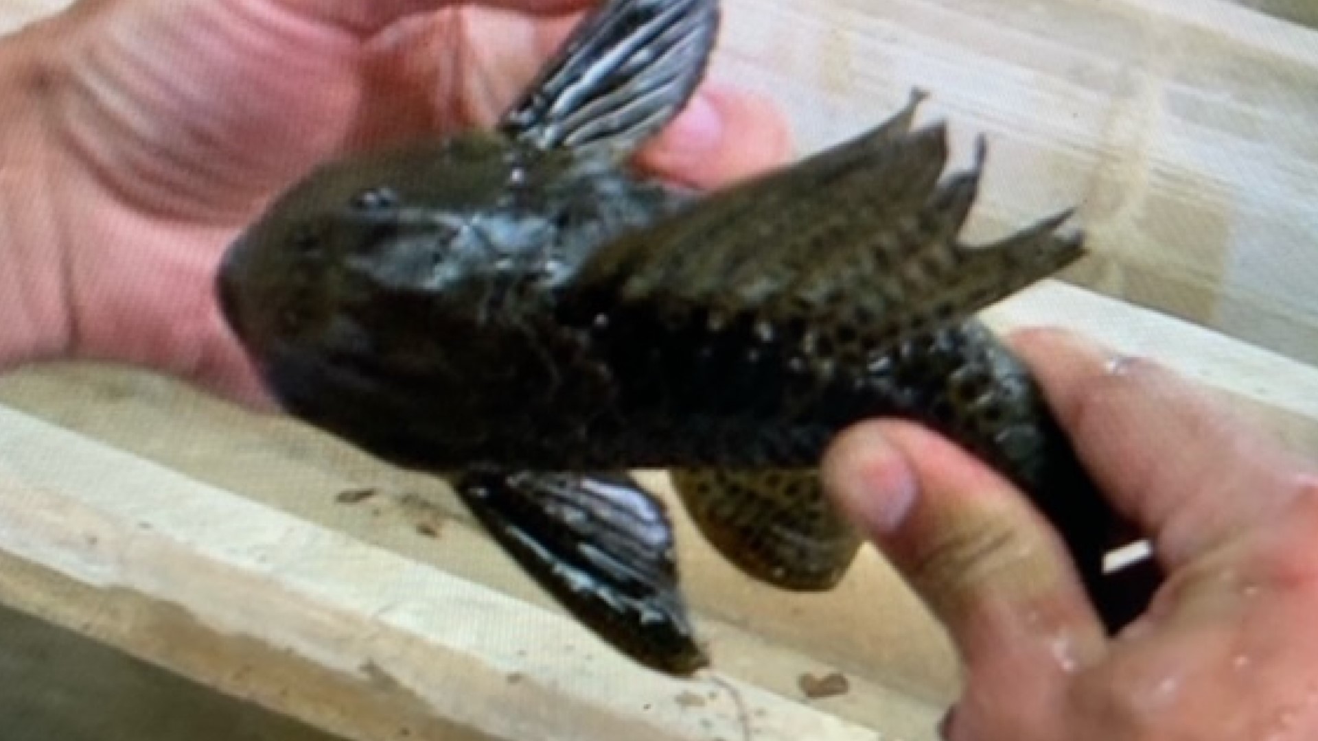 Hypostomus plecostomus, also known as the suckermouth or armored catfish, is a native of South America, but their takeover of U.S. waterways is aggressive.