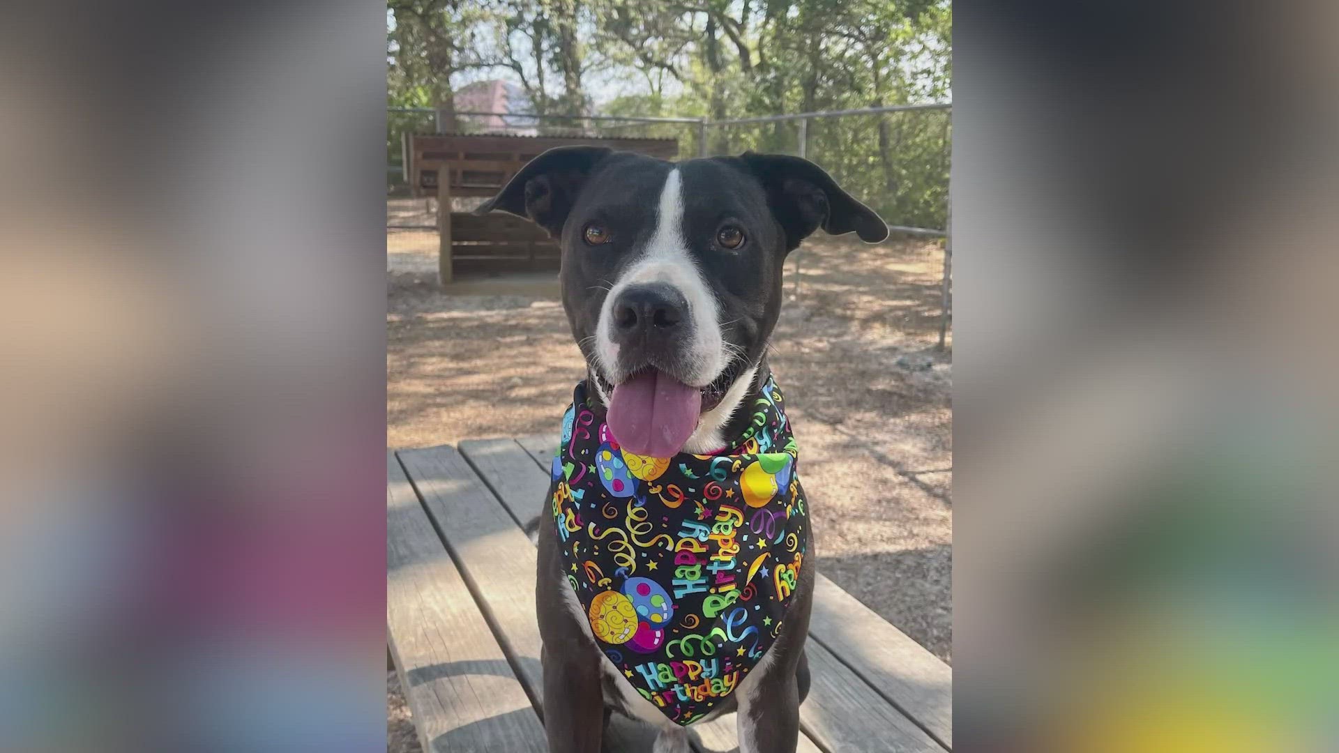 Rescued dog is happy, thriving and learning, Local News