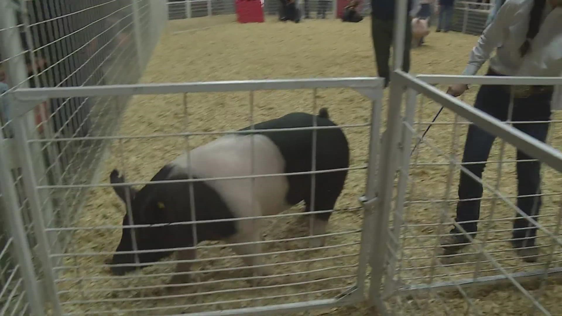 Hundreds of students showing off animals they've raised at Walter Gerlach  Livestock Show 