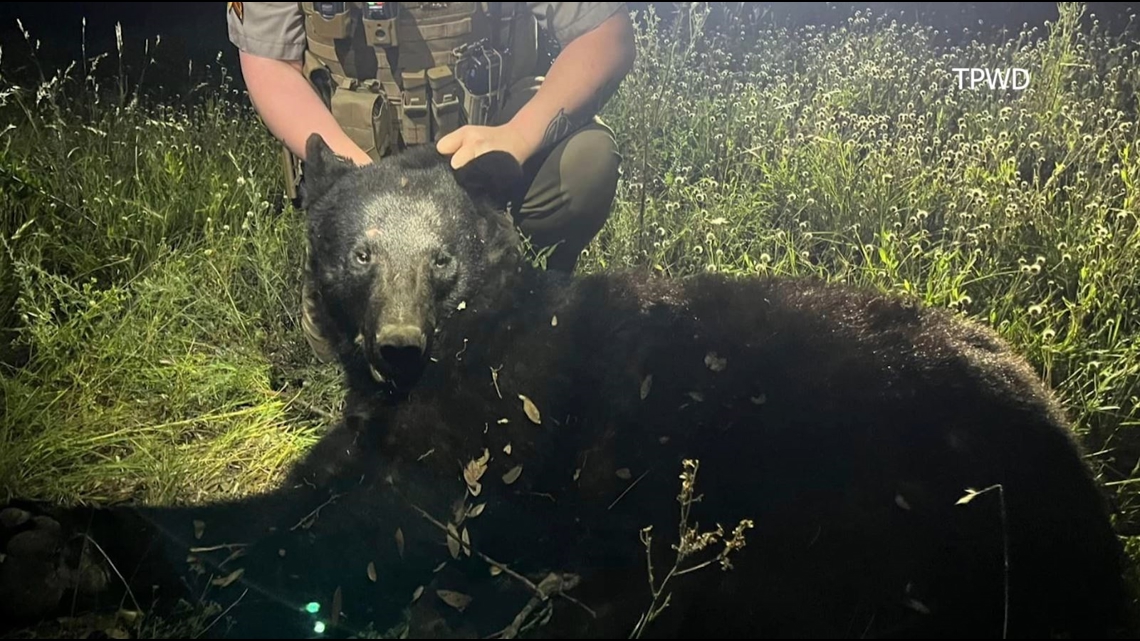 Bears in Texas Hill Country woman hits black bear while driving down highway in Real County