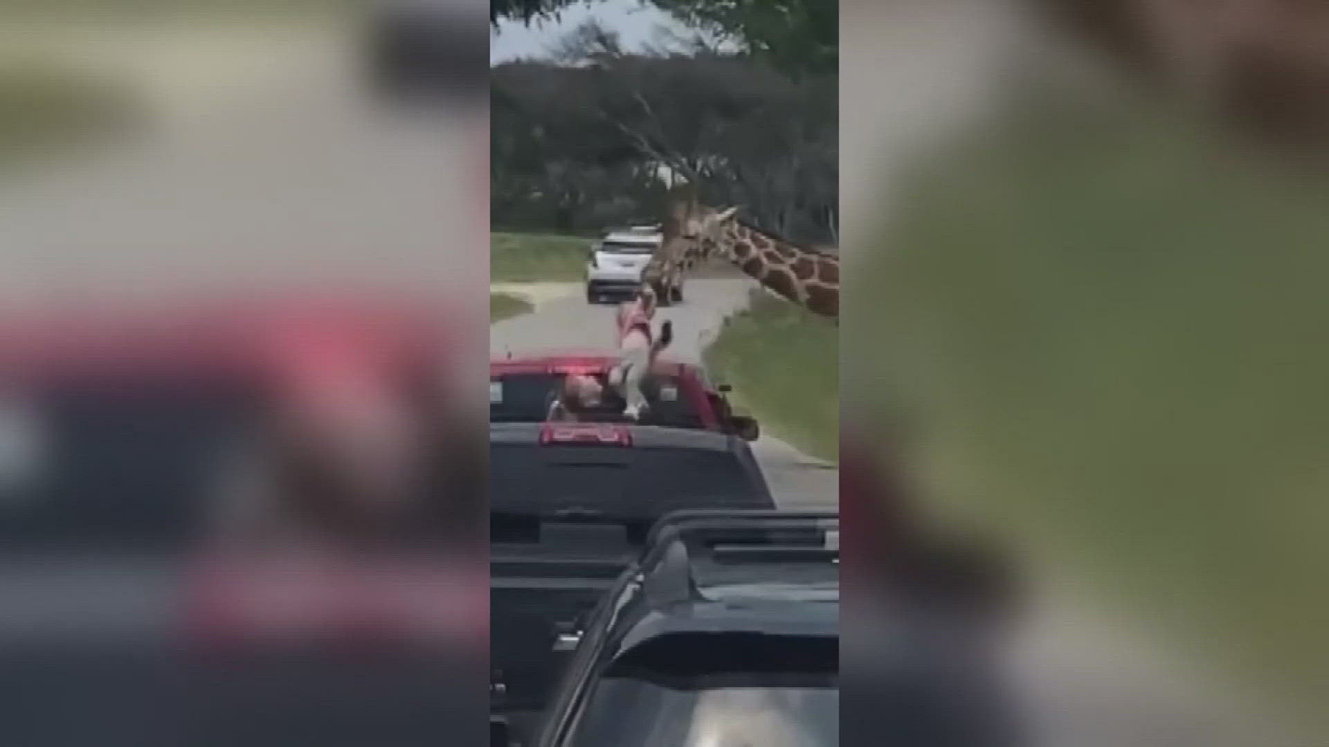 She was riding in the back of a pick up truck in Glen Rose when a very hungry giraffe went in for some food and pulled the little girl up with her mouth.