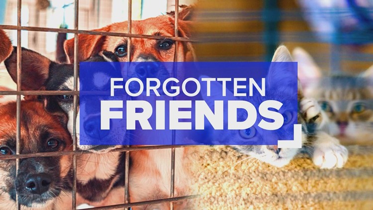 5 Forgotten Friends still waiting for loving homes