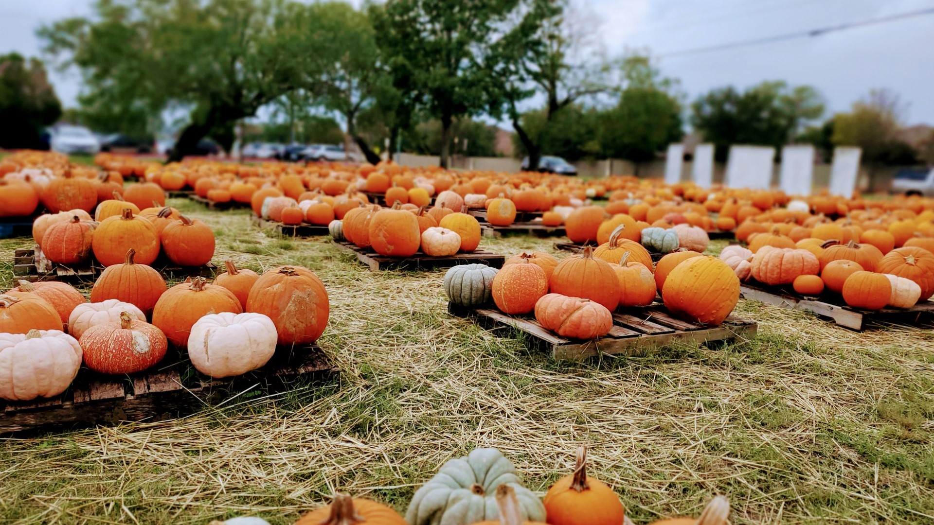 Volunteers helped to unload tons of pumpkins on Sunday, October 2