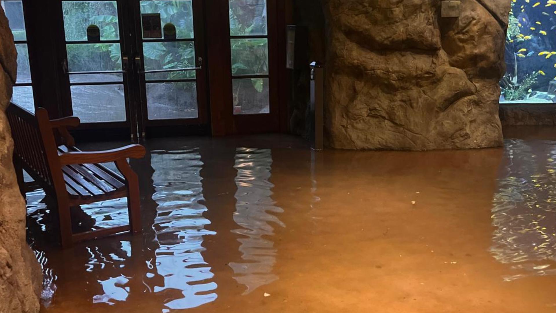 Tuesday's downpours caused severe flooding in Brackenridge Park, caused the San Antonio River to overflow and backup into the zoo.