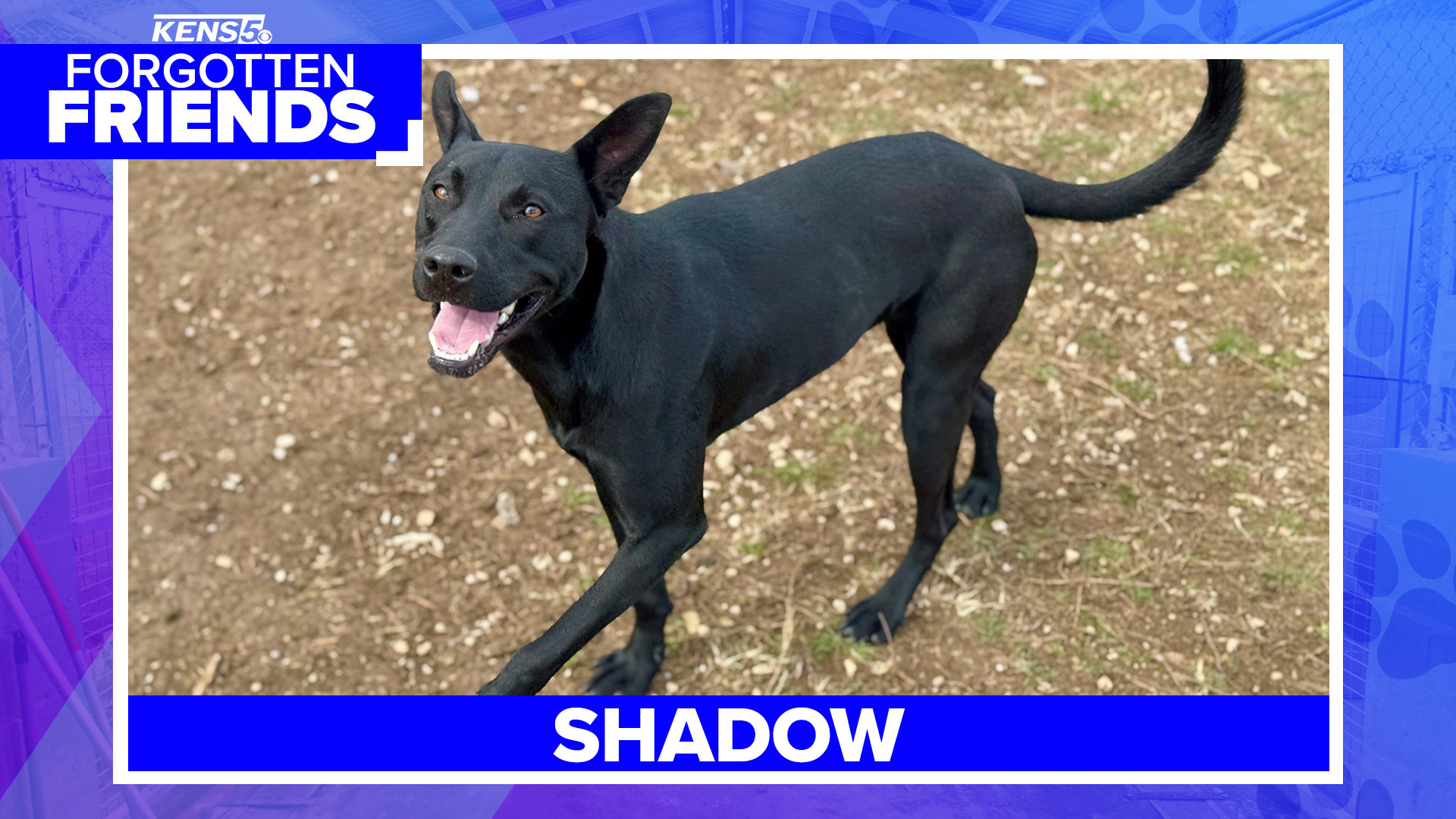 Shy one-year-old Shepherd and Terrier mix named Shadow has never had his  own home | Forgotten Friends, image size:1920x1080