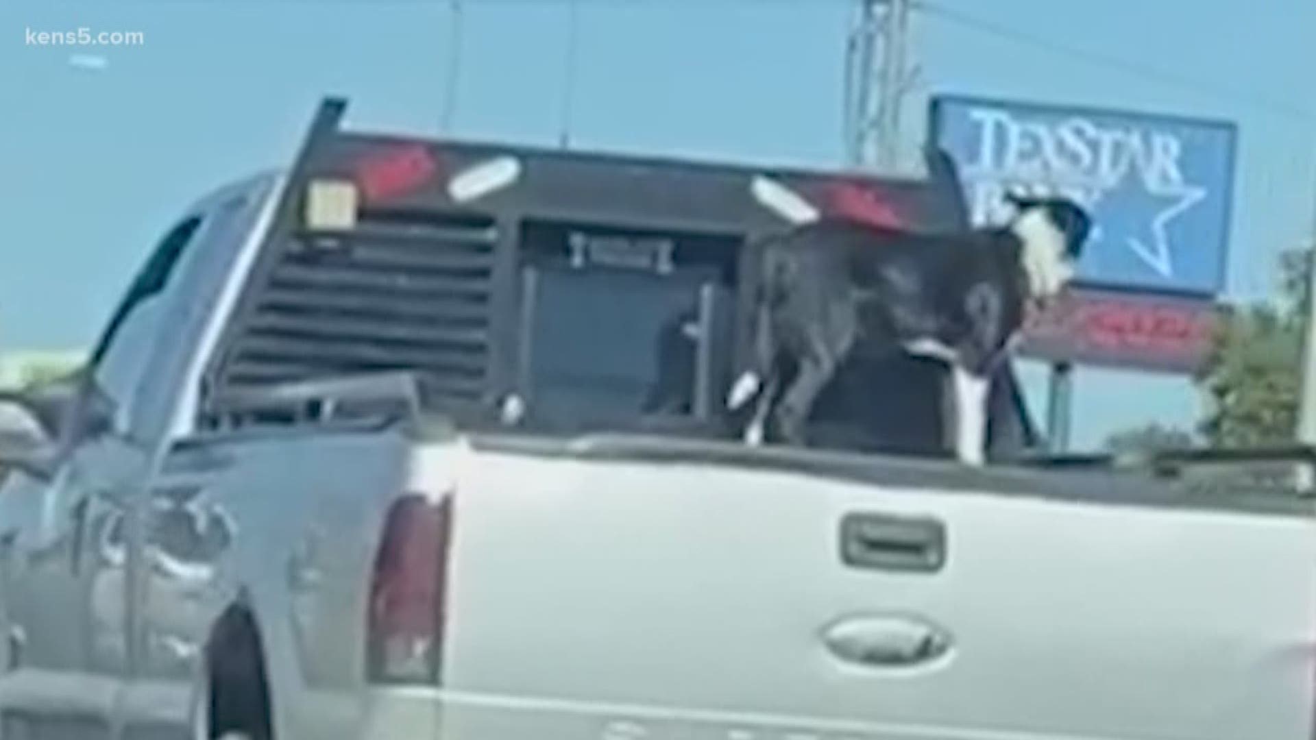 Caught on video: Dog's dangerous ride raises concerns 