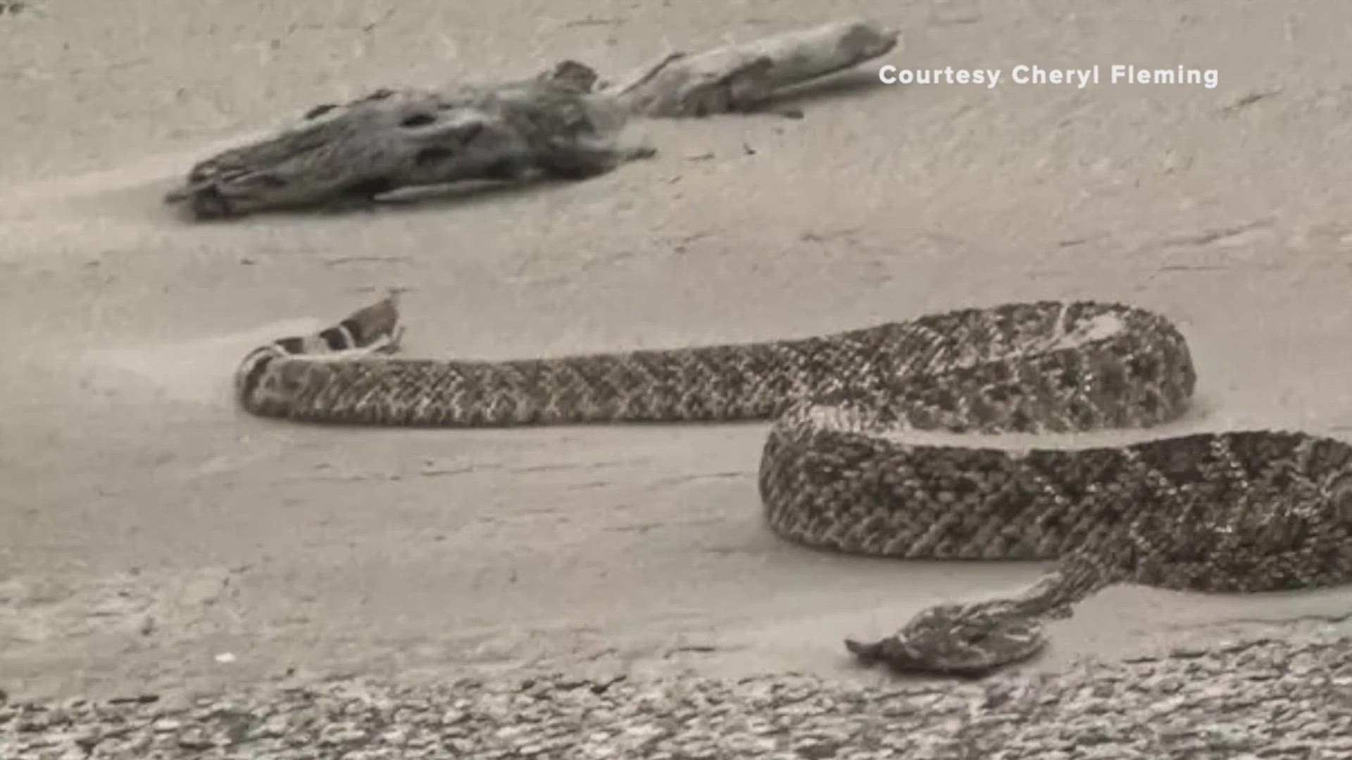 Texans are being warned about rattlesnakes showing up in unusual Texas areas such as the beach.