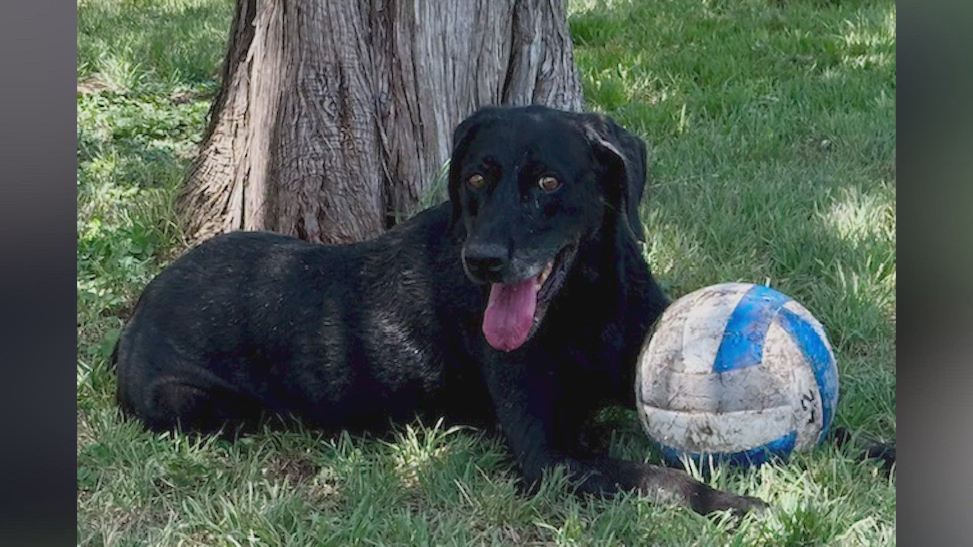 He may be 9-years-old but he still has lots of energy.