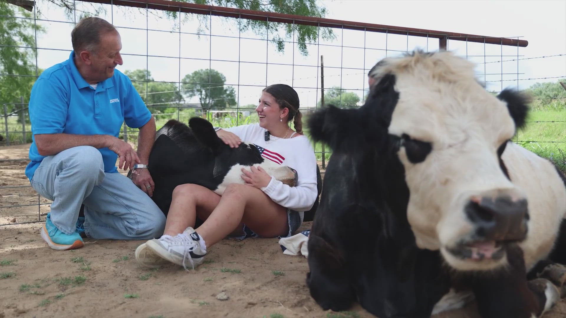 If you love animals, you really haven't experienced love... until you've cuddled with a cow!