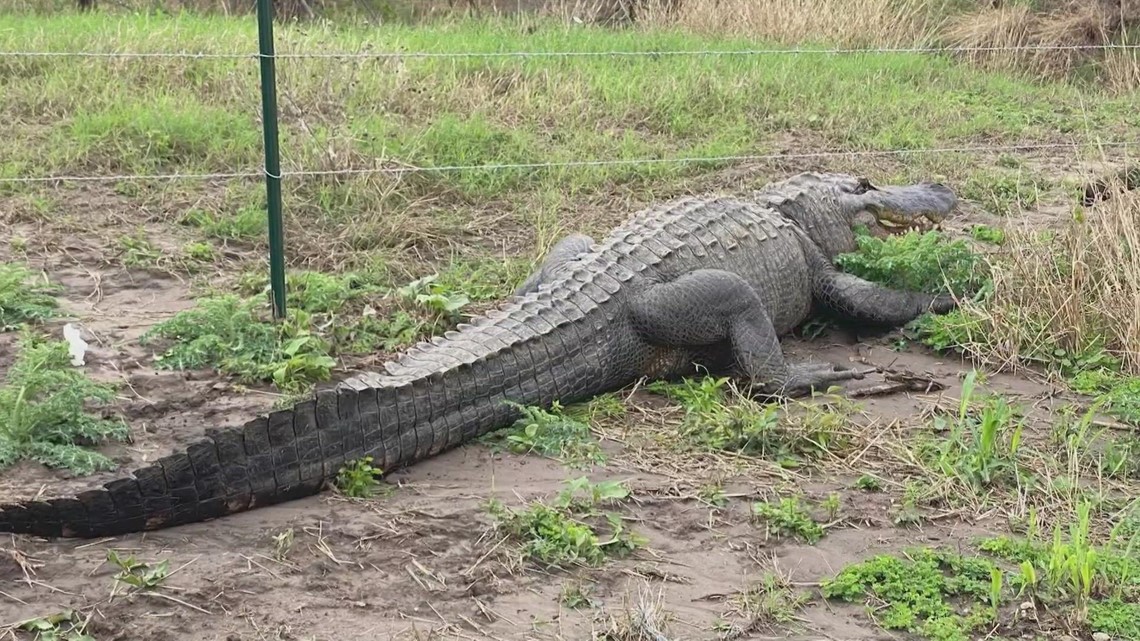 Alligator spotted wandering on the side of the road in South Texas