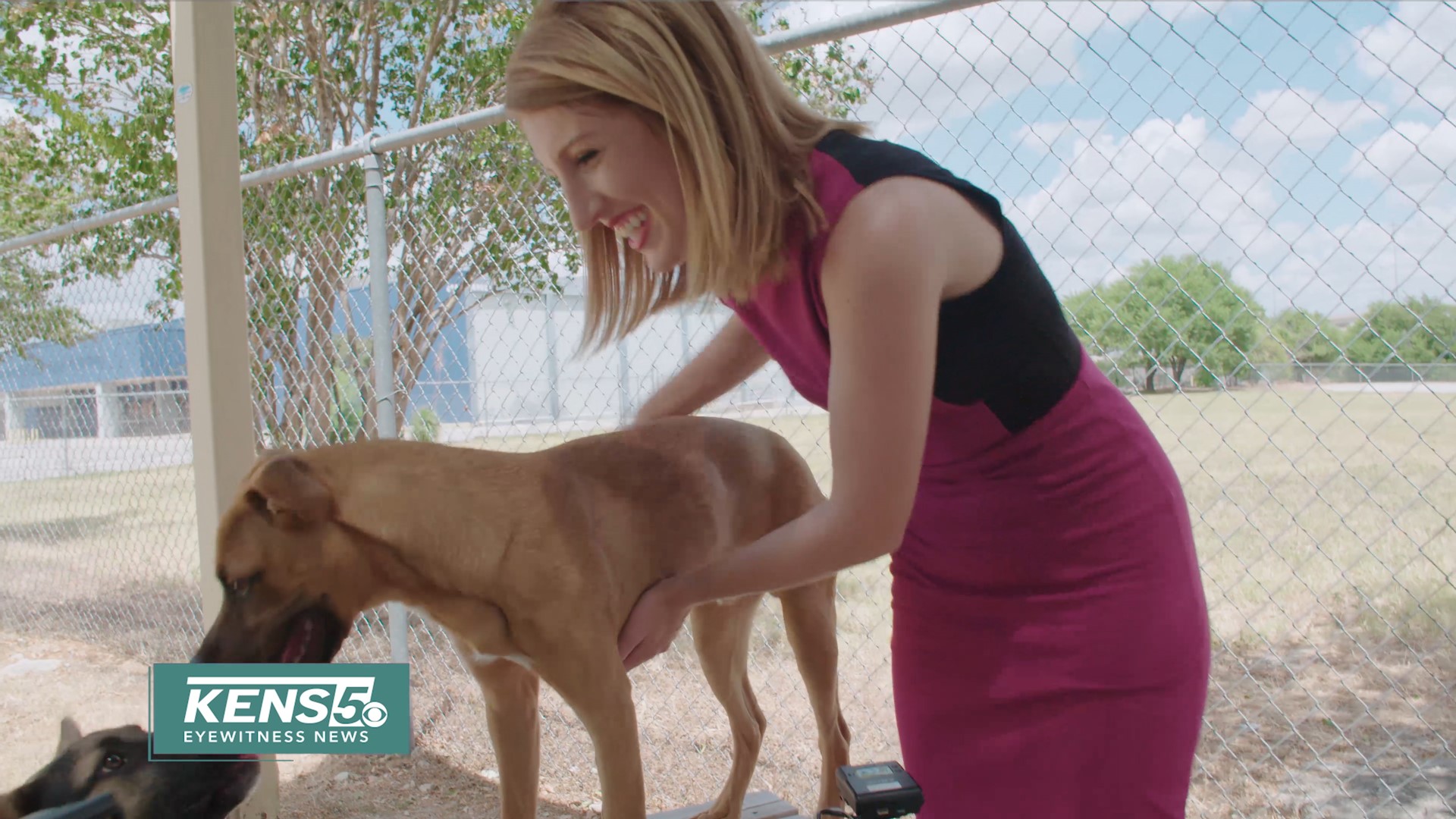 Journalism is about being a voice for the people in our community, but animals don't have a voice. That's why KENS 5's Holly Stouffer finds it important to be their voice and why it's their stories she likes to tell.
