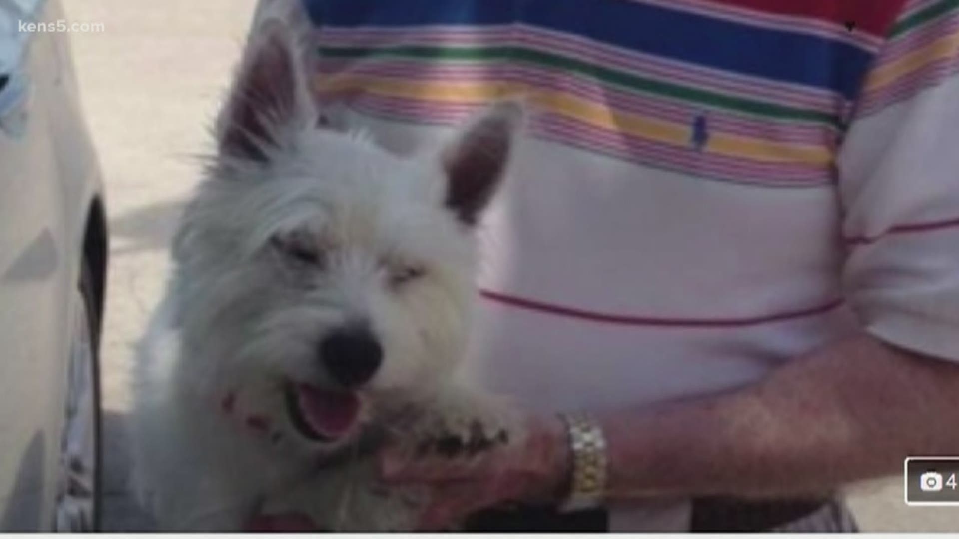 James Martin says his adopted Westie, Olaf, got out of the house and eventually ended up with the rescue he adopted the dog from, but they say won't give the dog back.