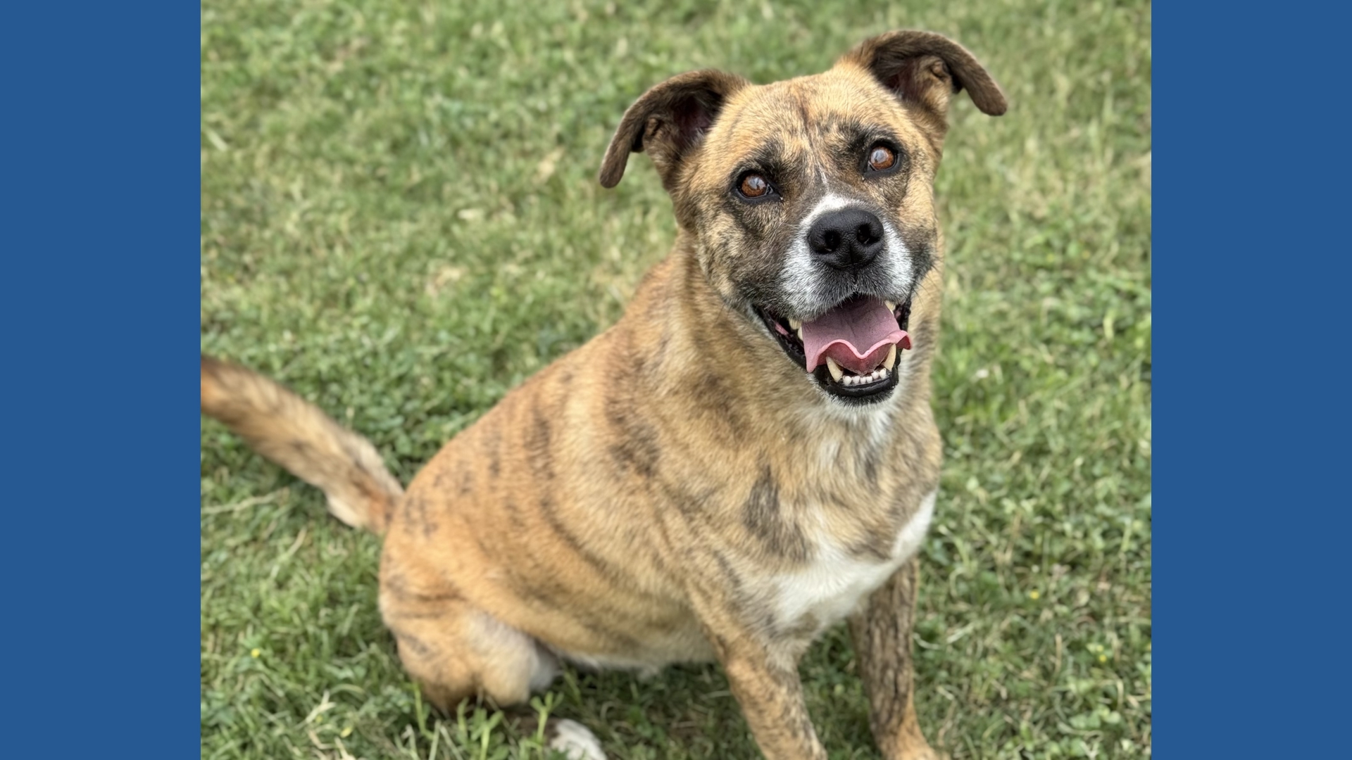 Nick the Shepherd Mix Awaits a Forever Home | Forgotten Friends | kens5.com