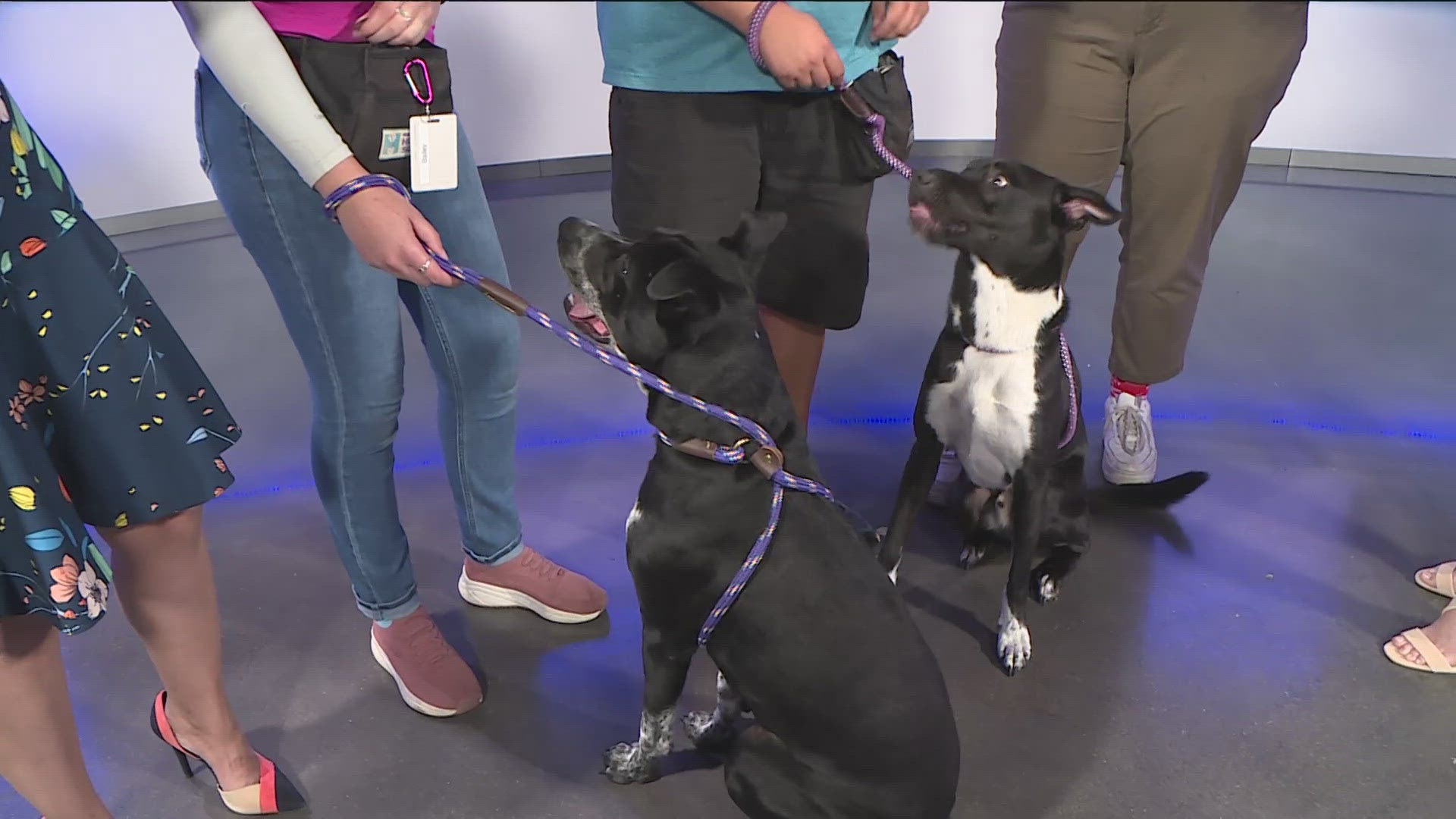 These two boys were brought to our shelter a little over 50 days ago from the Houston Humane Society due to the effects of Hurricane Beryl.