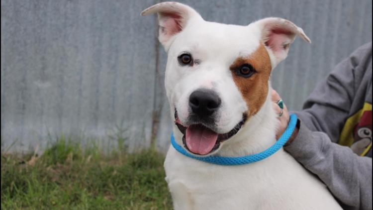 Young dog mix has been waiting over 100 days for someone to love