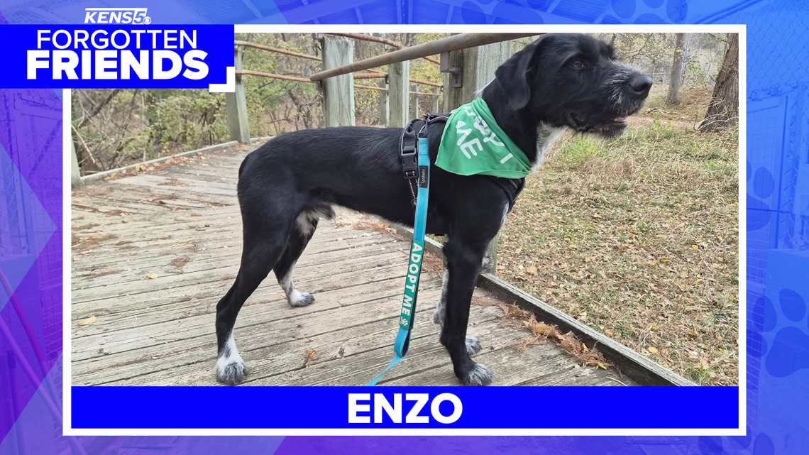 Enzo has spent 7 months waiting for someone to choose him | Forgotten Friends
