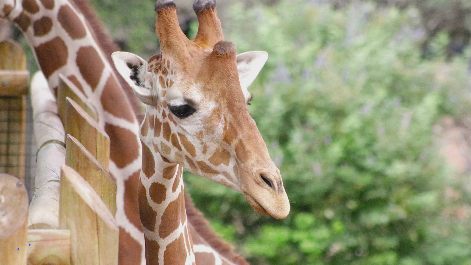 If you're a zoo member you get in for free. 