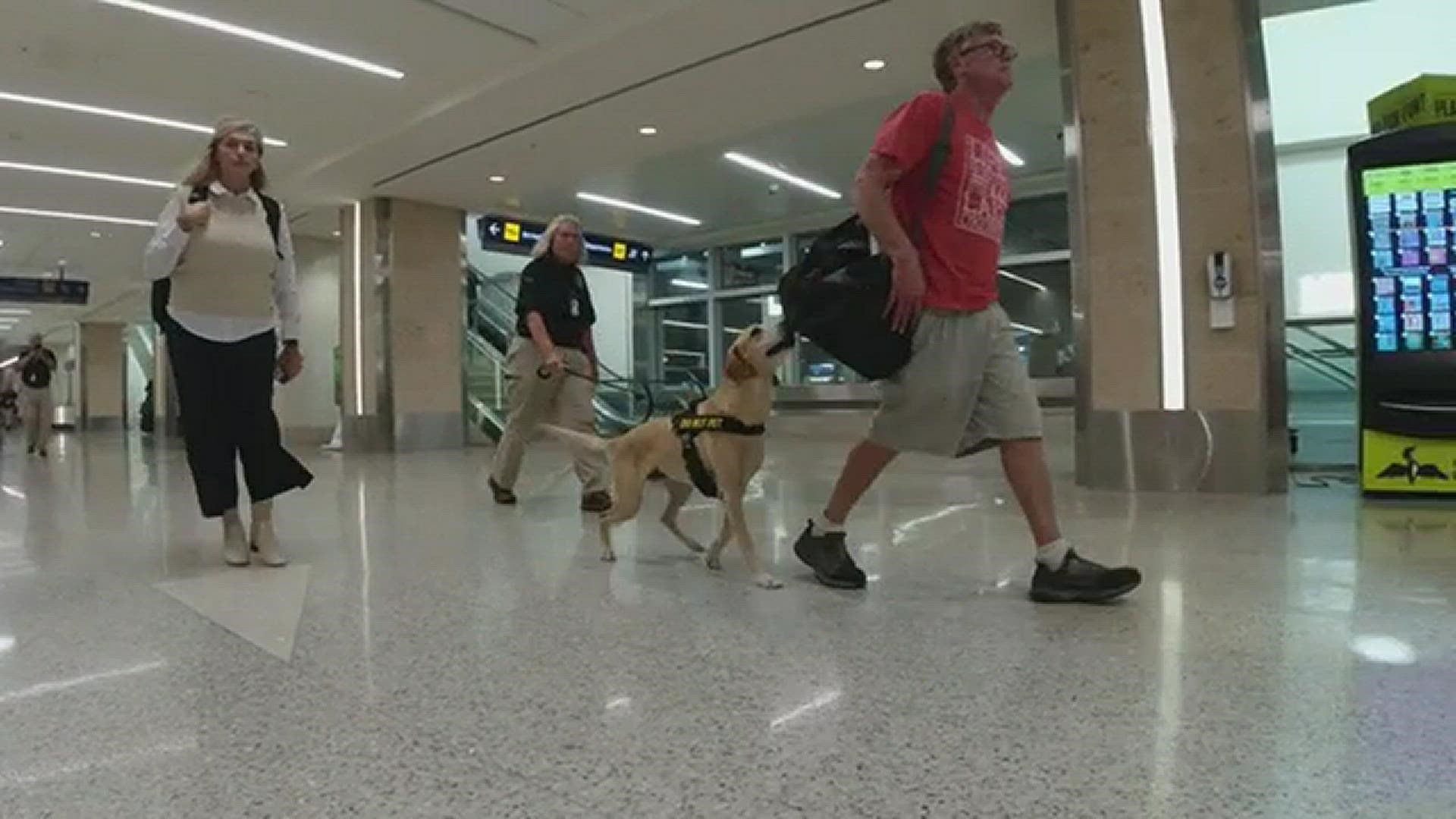 Eebbers the dog is a Visla-Lab mix, and is trained to detect bombs on people headed through the airport, CNN Newsource reports.