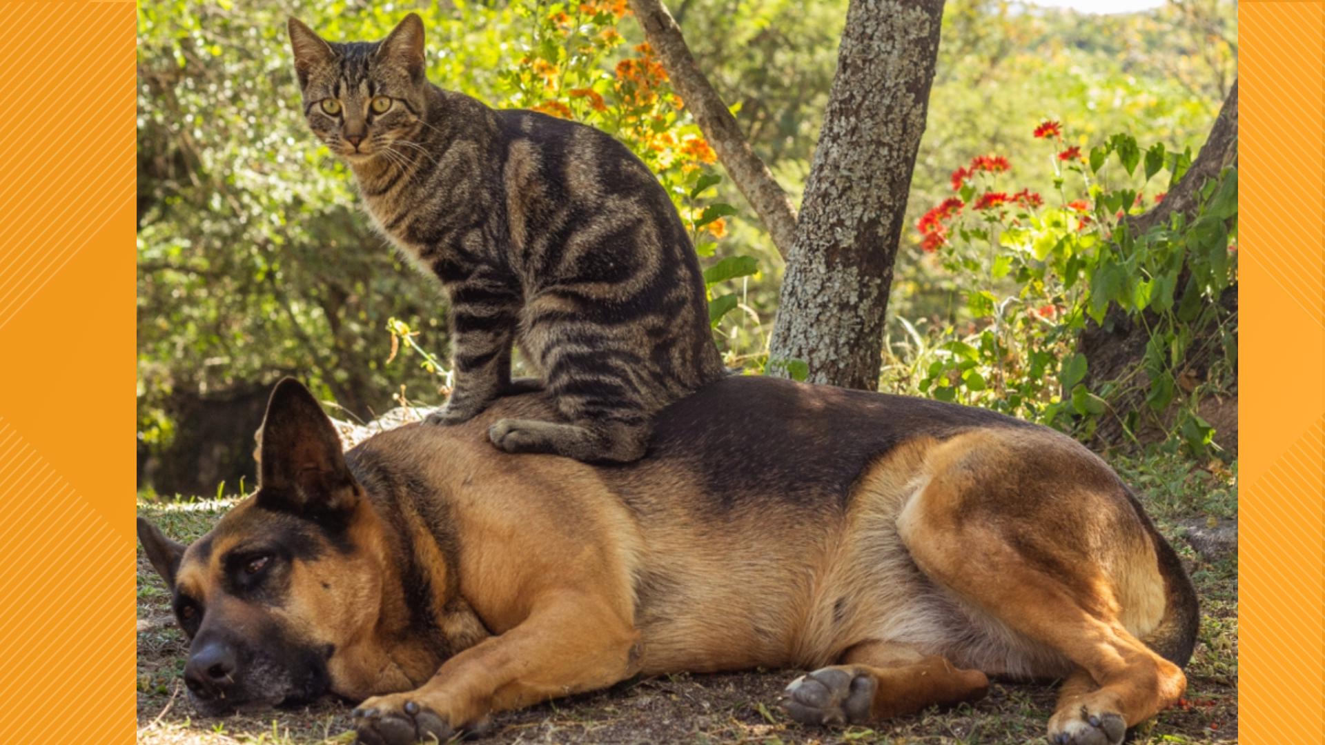 Free pet food distribution event being held on Wednesday, May 15