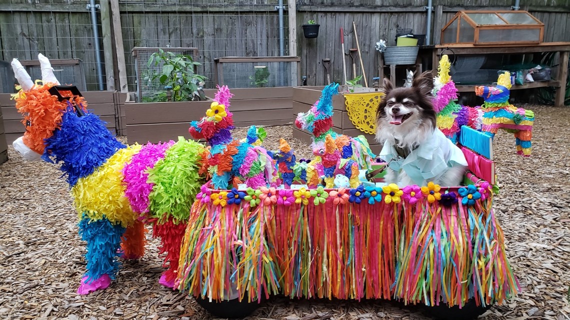 Fiesta's Pooch Parade: The only parade for our four-legged friends