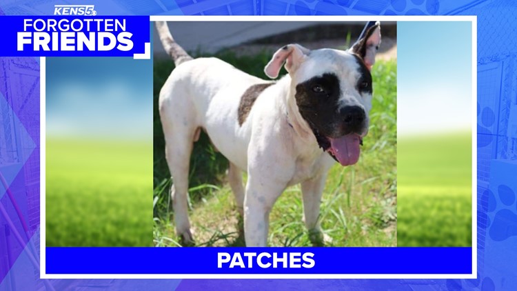 Loved by everyone, Patches still needs home to call his own | Forgotten Friends
