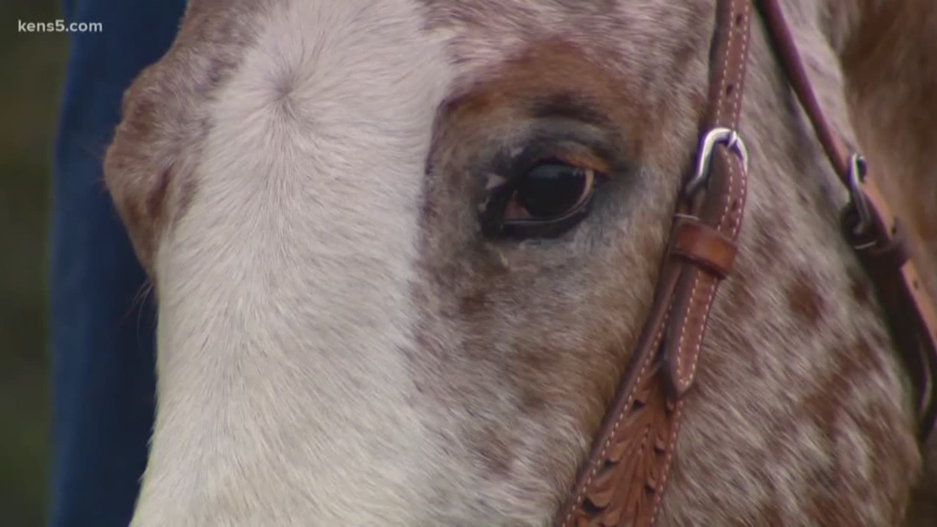 KENS 5's Barry Davis checks out a ranch in Bandera where you can ride a horse and do more than what the typical dude ranch offers.