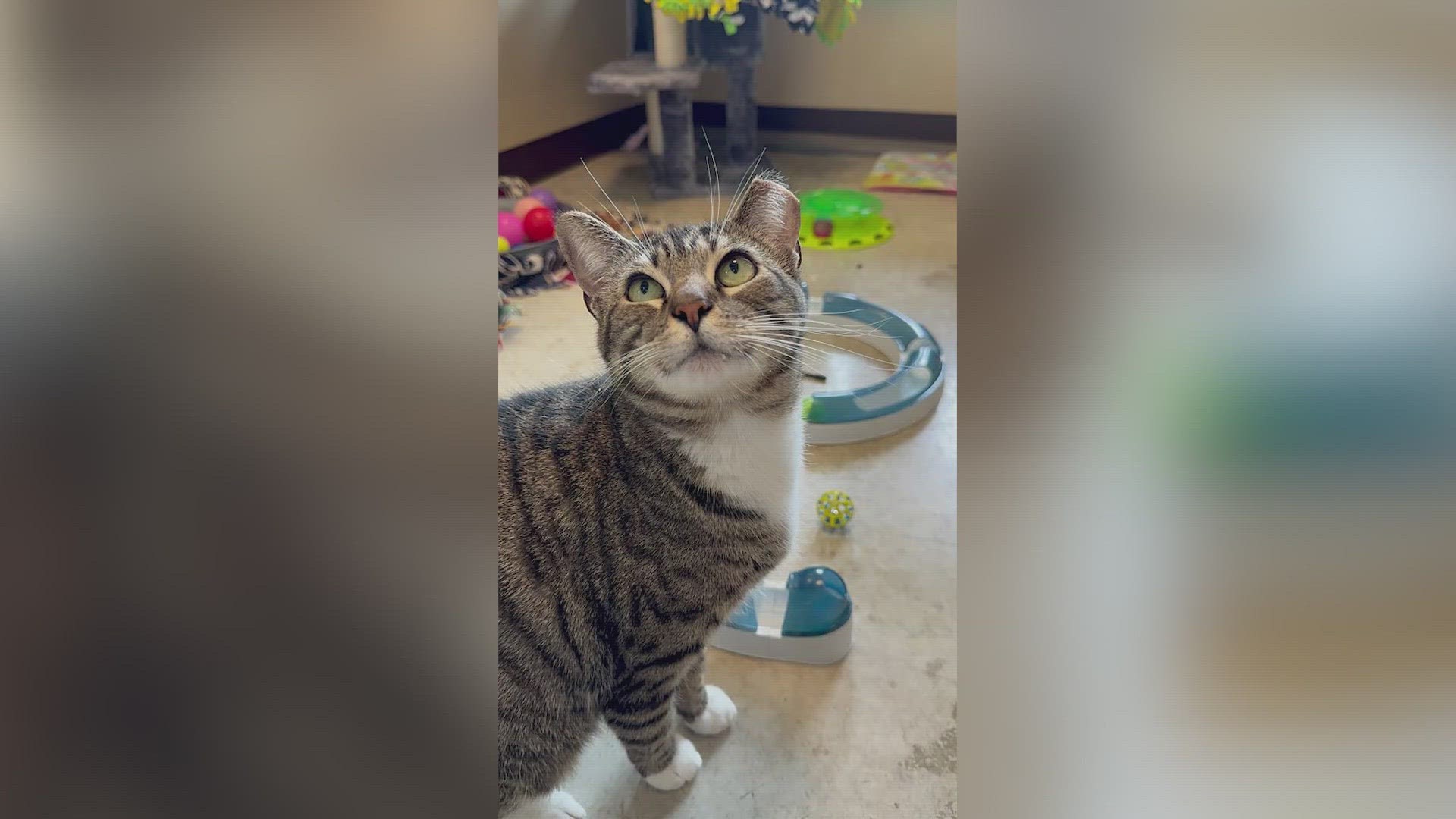 She is a 3-year-old domestic short-haired tabby who loves to play in water.