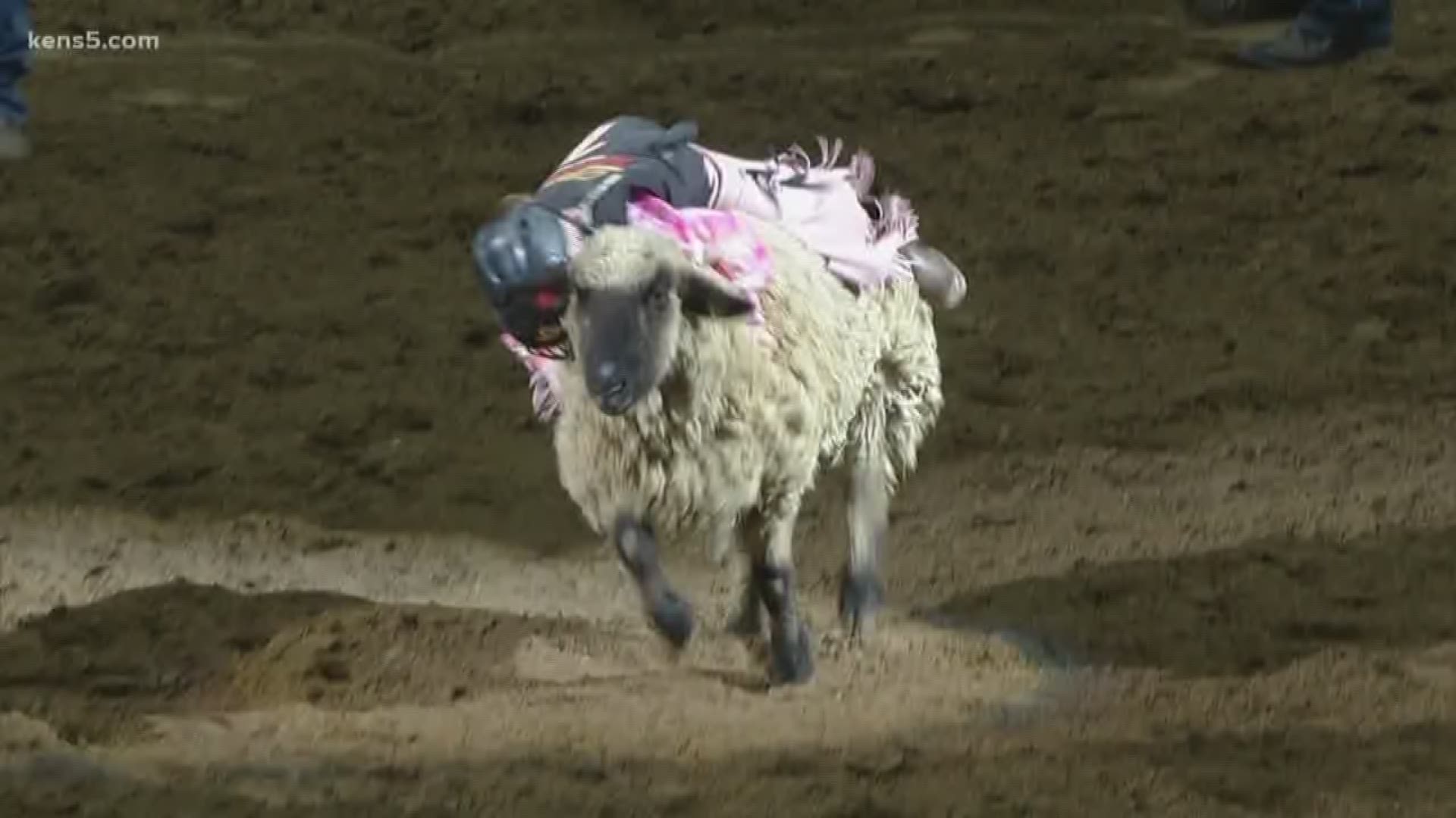 Be sure to tune in every night at 10 pm for Mutton Bustin' highlights from the San Antonio Rodeo!