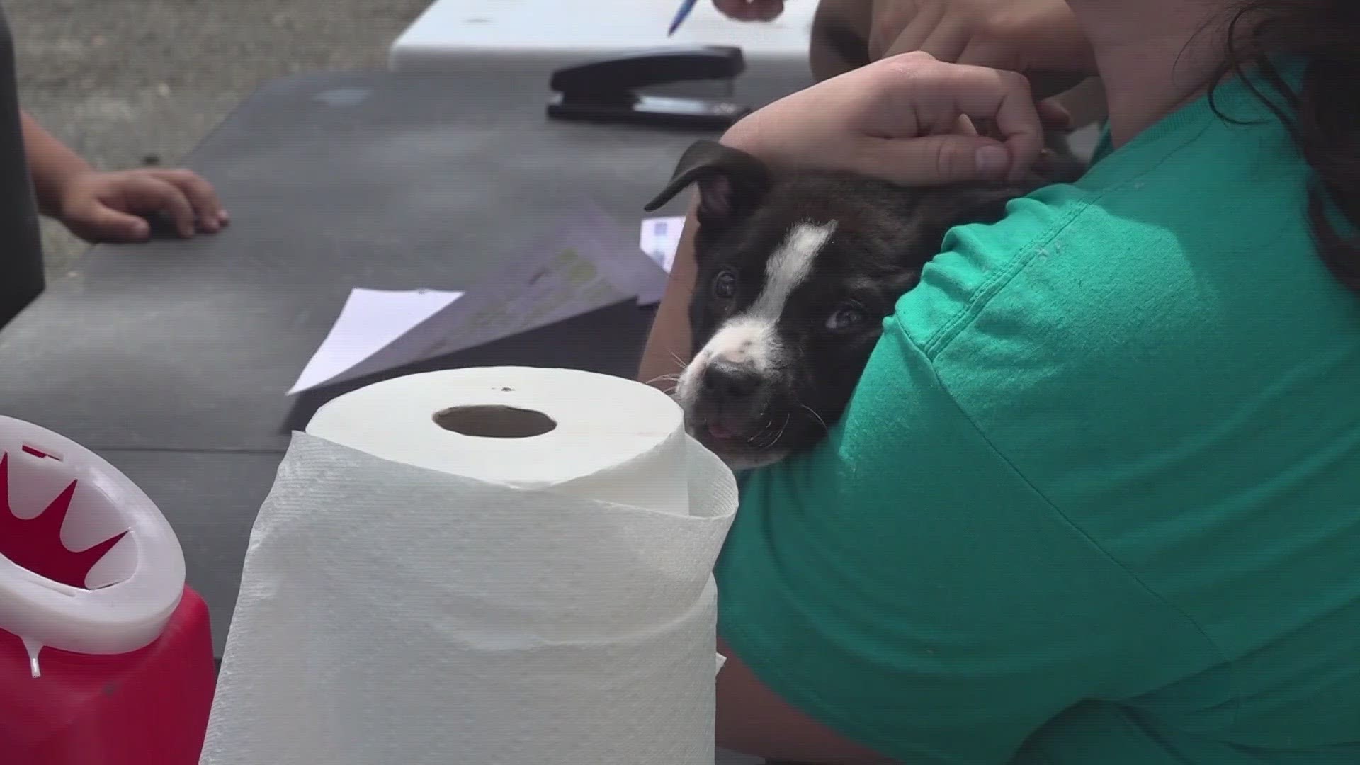 San Antonio has resources for low-cost spay and neuter options, but many people don't use them.