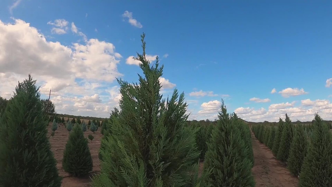 Shopping for a Christmas tree? Remember these tips