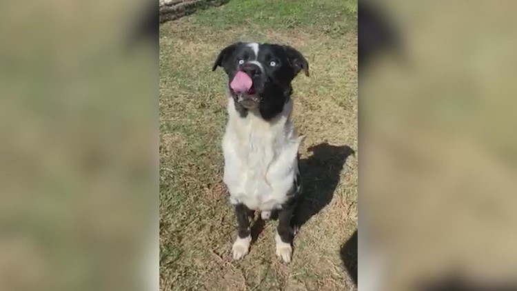 Harvey is a 3-year-old Catahoula mix who just wants to be loved | Forgotten Friends