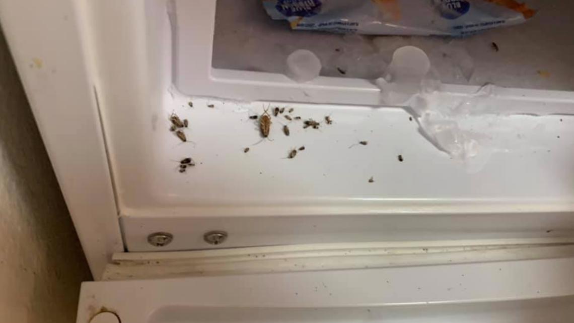 Startling roach infestation found inside Denny's among issues on