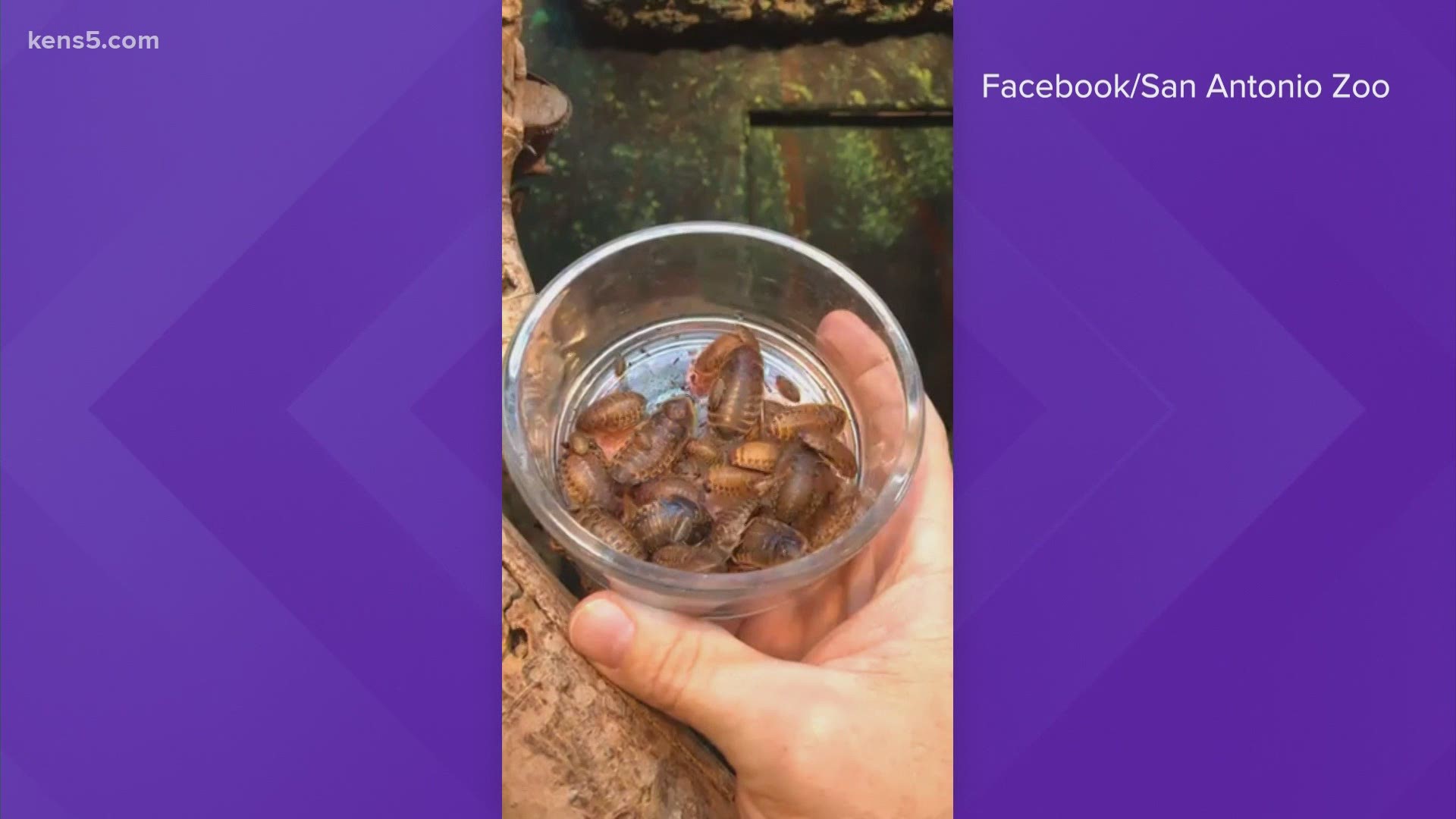 For just a few dollars, you can get over your ex by having a cockroach named and fed to an animal - which will be livestreamed on Valentine's Day.