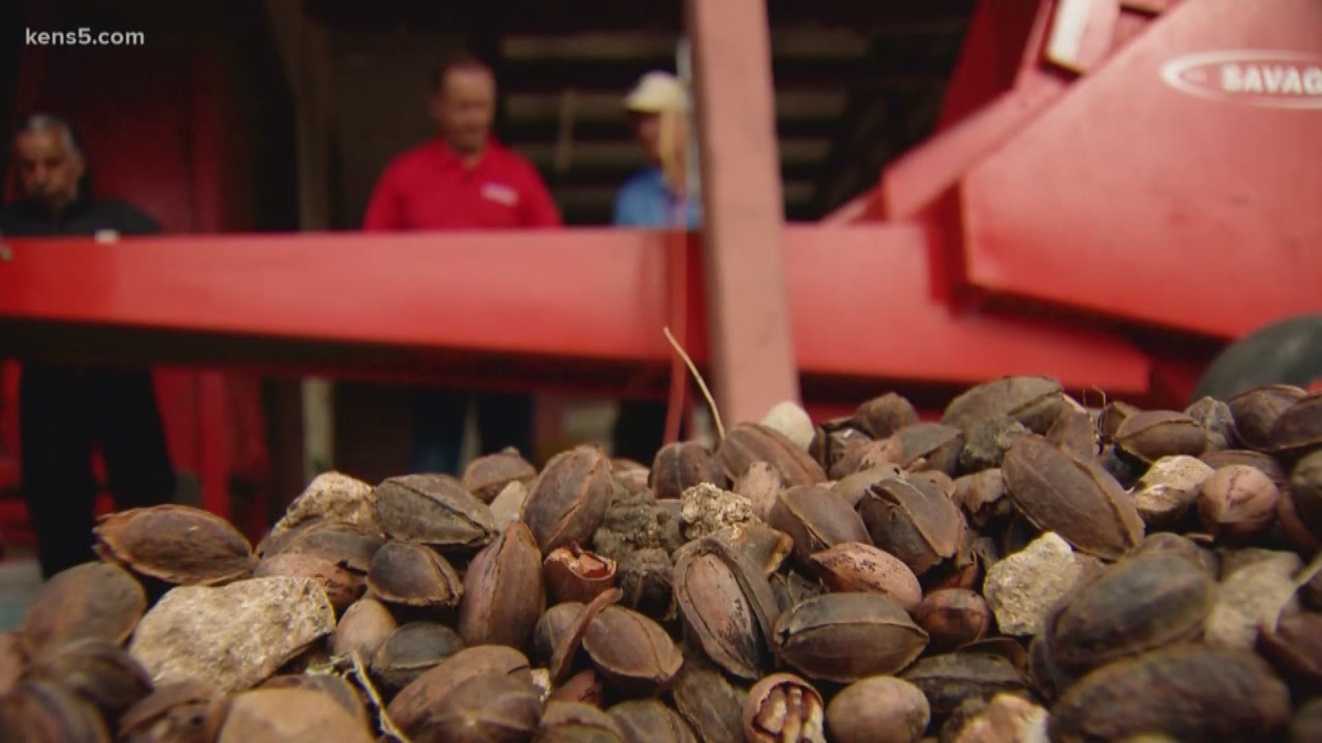 Have you ever wondered what it takes to get the pecans from your favorite pecan pie on the market? We found out in this week's Texas Outdoors.