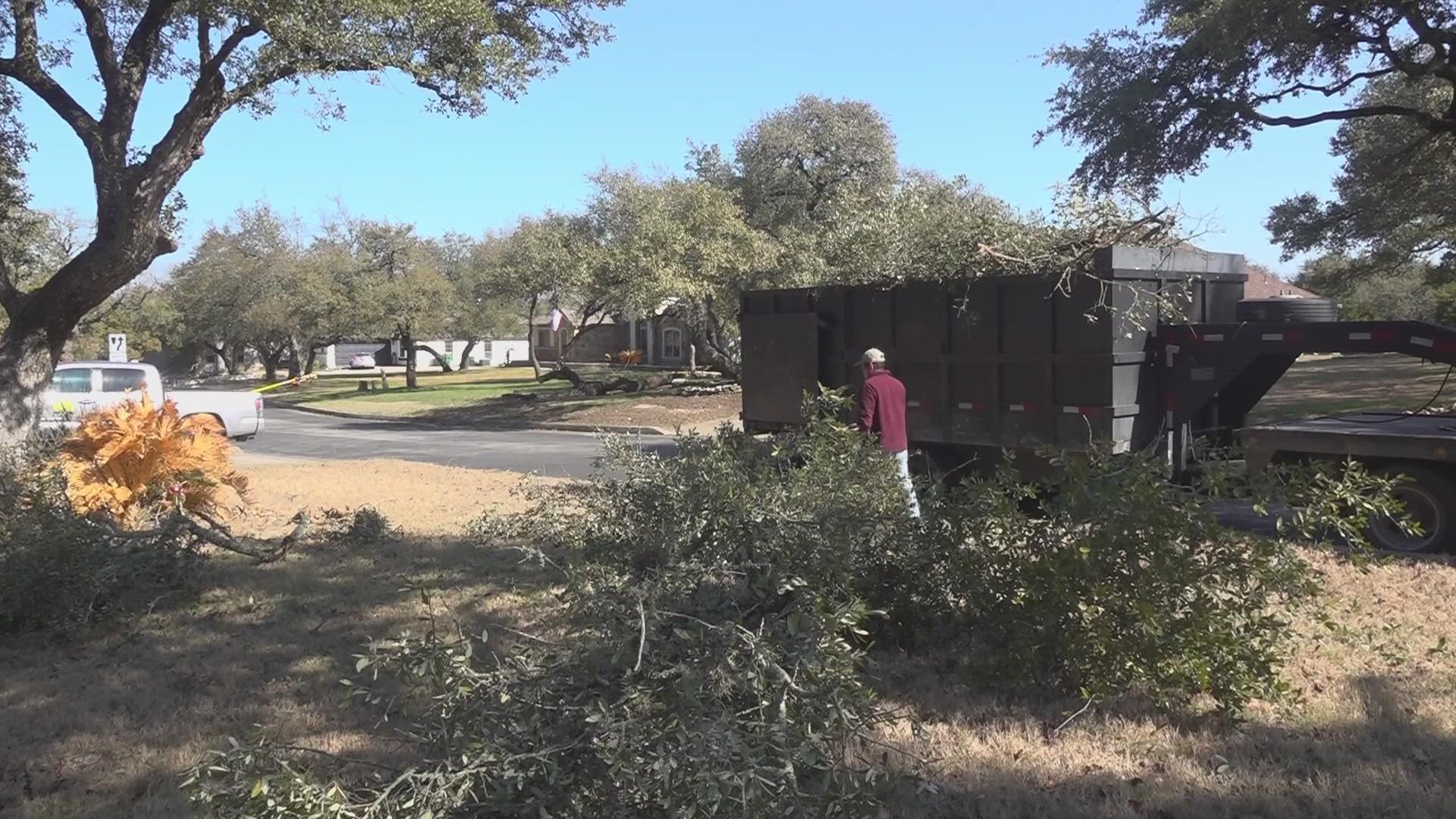 It's a fungal tree disease that can spread to healthy trees as they are cut and exposed to the elements.