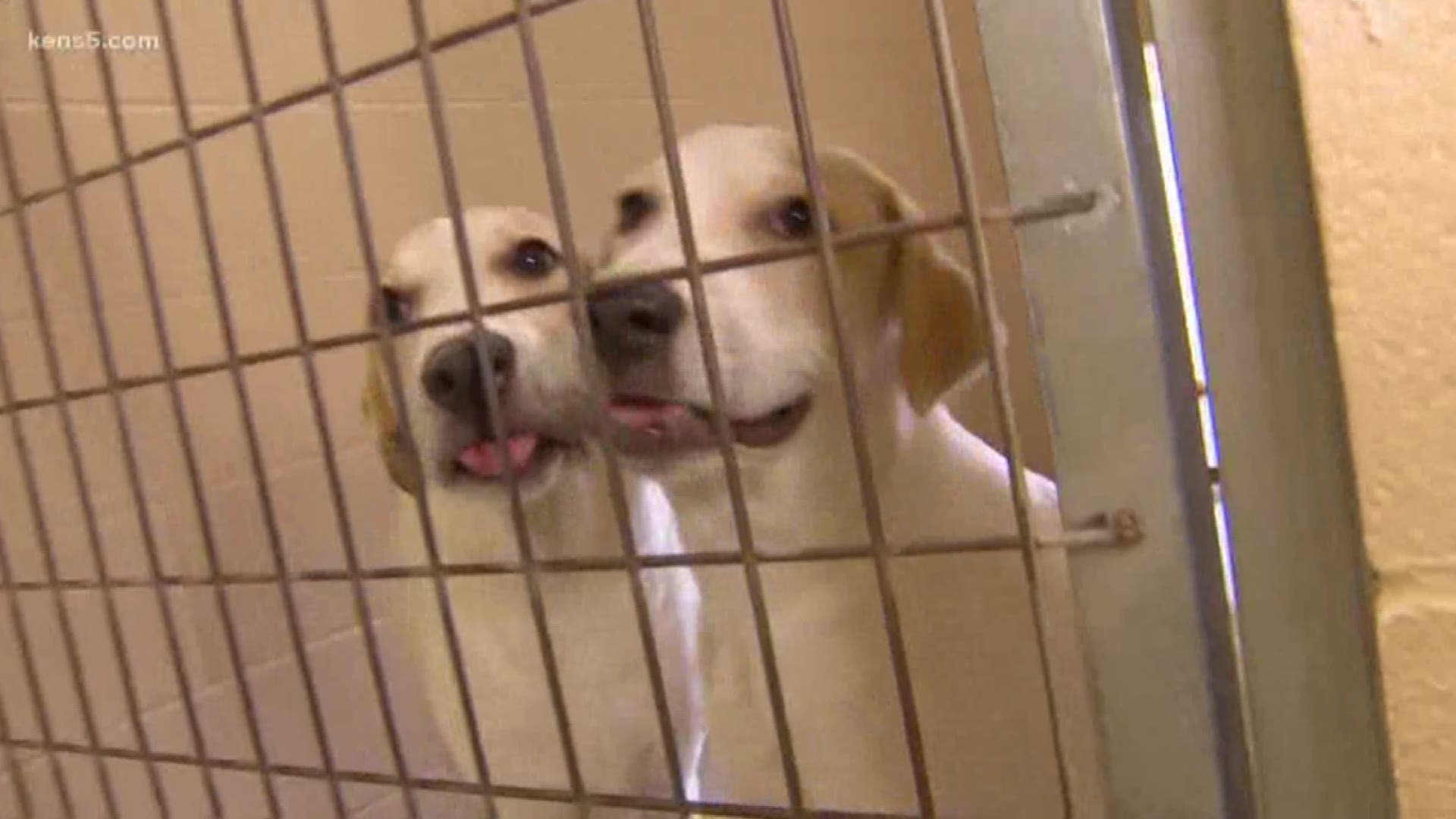 More than 3,000 animals have been taken in by the shelter in 2019. In September so far, they haven't had many families come in and adopt new pets.