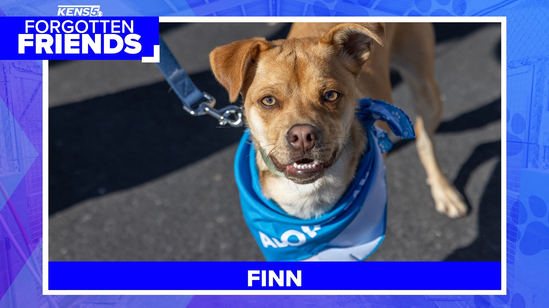 Finn celebrated his first birthday on Saturday, and would be one happy dog if he got a loving family for his birthday.