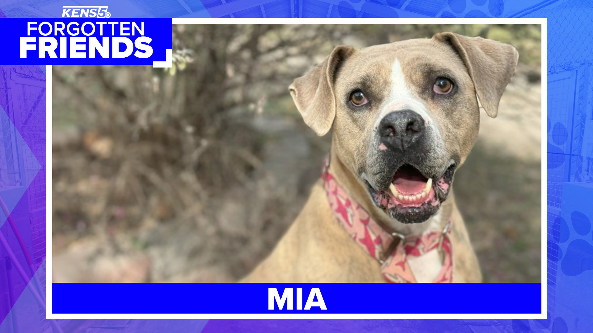 Discarded by her family, the folks at the ADL took one look at her soulful brown eyes and knew they had to help her find a new family to love.