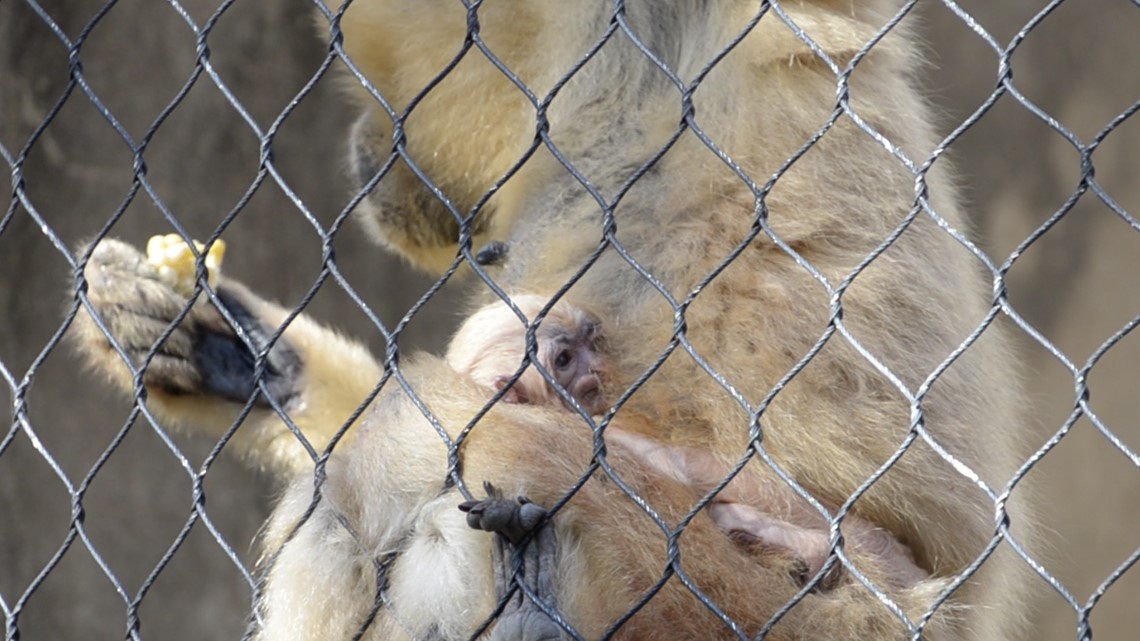 Birth of White-Cheeked Gibbon announced at zoo 