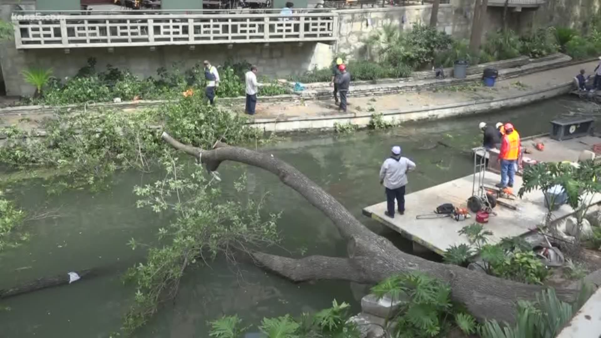 No one was injured when the tree fell over near the Houston Street Bridge, narrowly missing some folks having lunch.