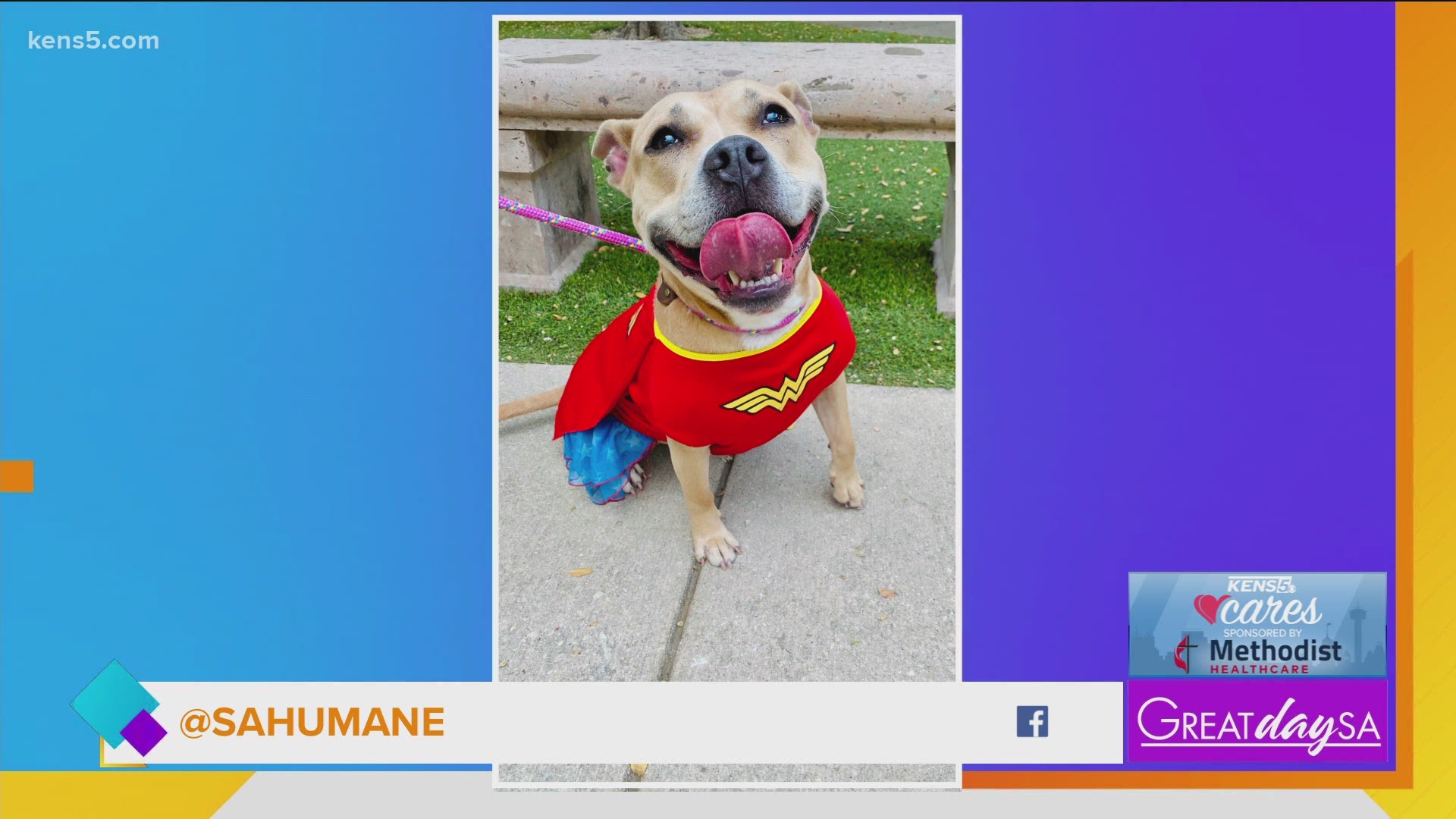 Sammy and Zena of SA Humane are looking for furever homes.