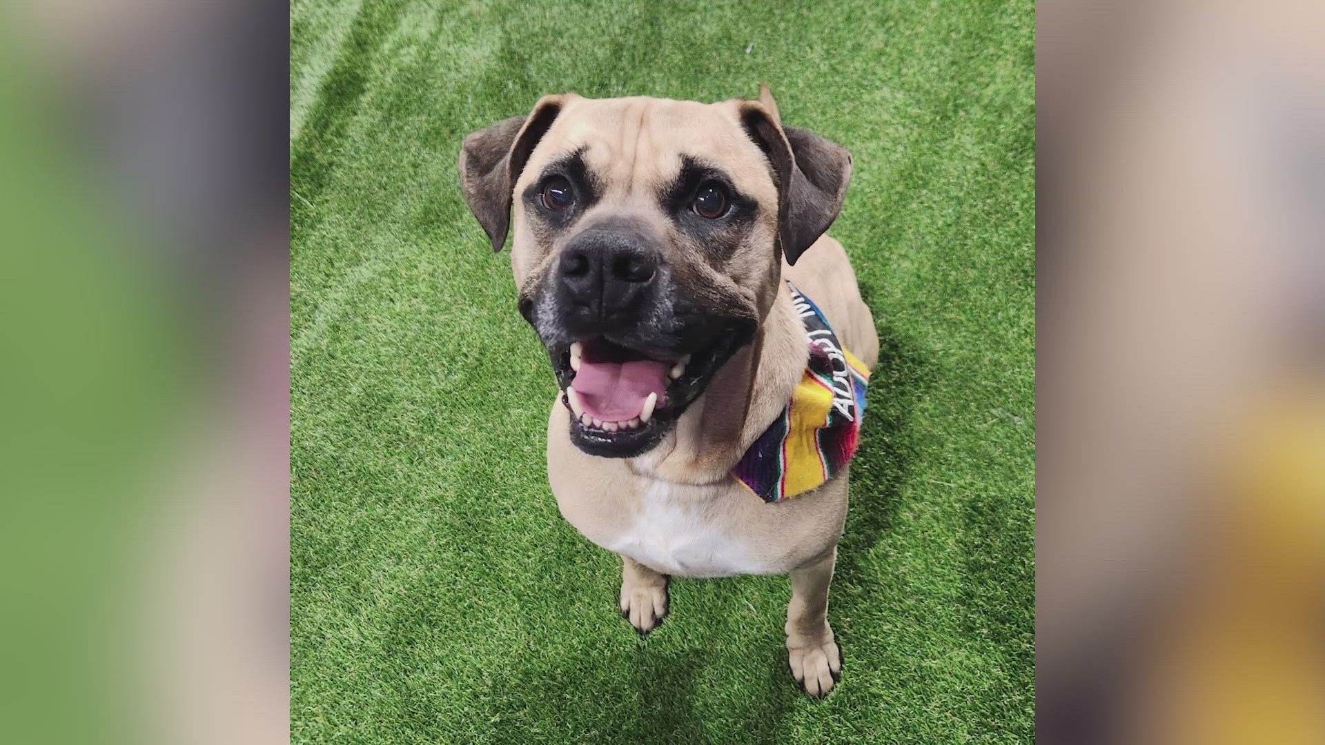6-year-old Boxer and Bullmastiff mix named Taz wants to be your 6-year-old Boxer and Bullmastiff mix named Taz wants to be your