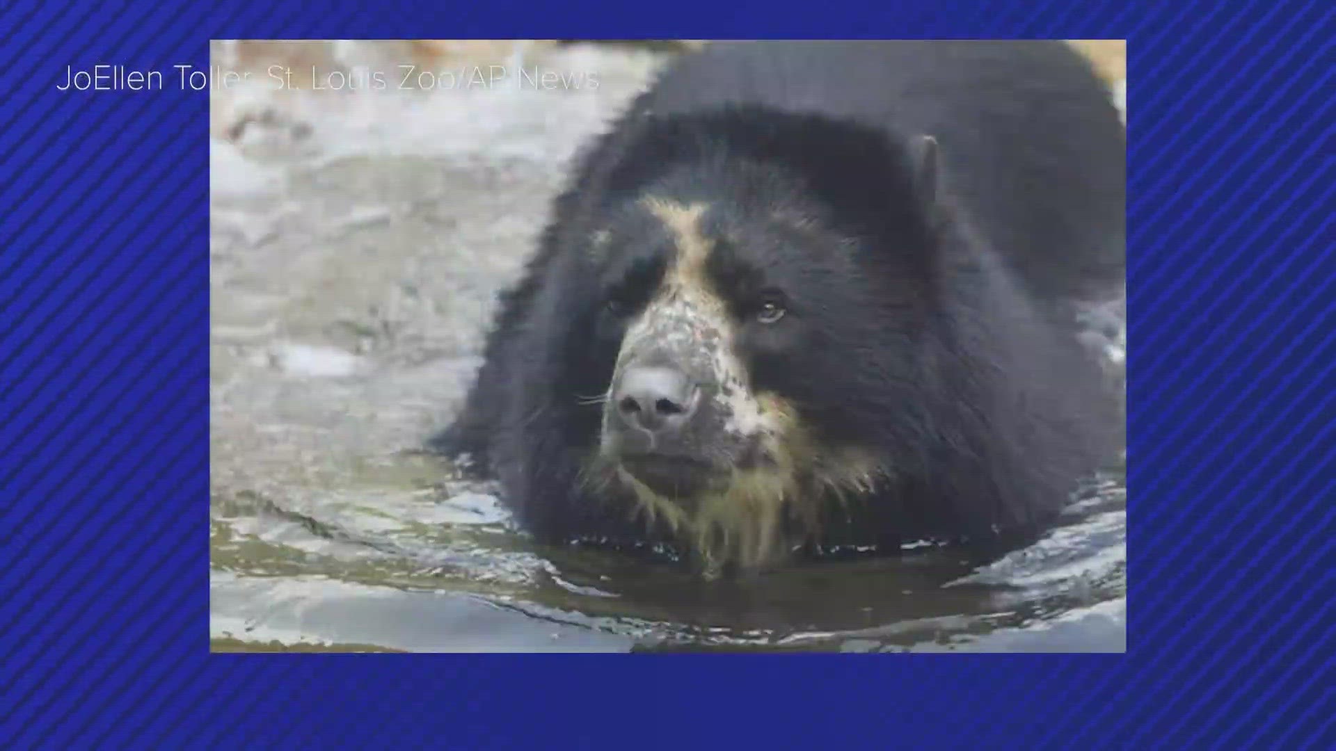 Ben, a 4-year-old Andean bear, gained fame after escaping from his enclosure twice.
