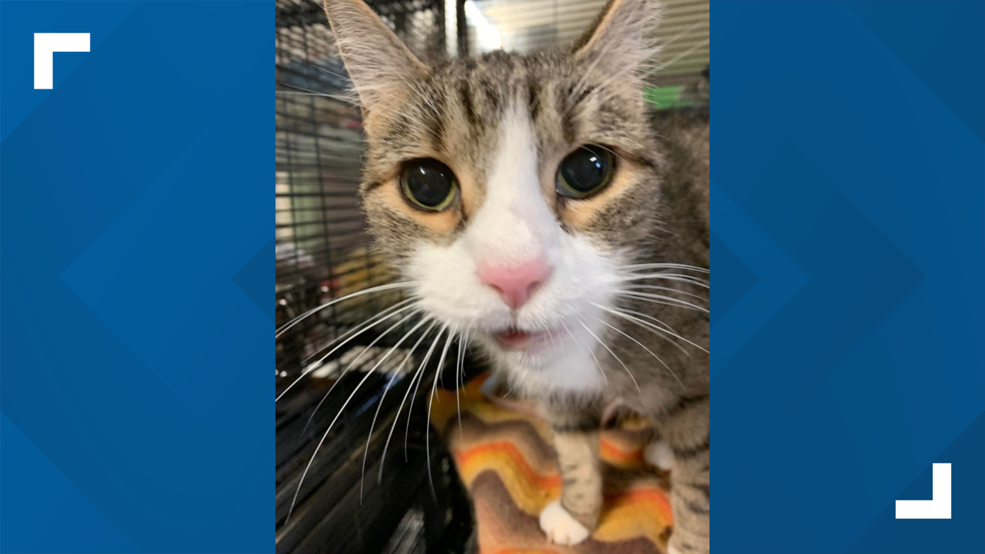 15-year-old tabby cat dumped at shelter needs home | kens5.com