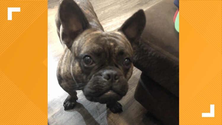 'Bring him home to us' | Owner of French Bulldog says he was stolen from home