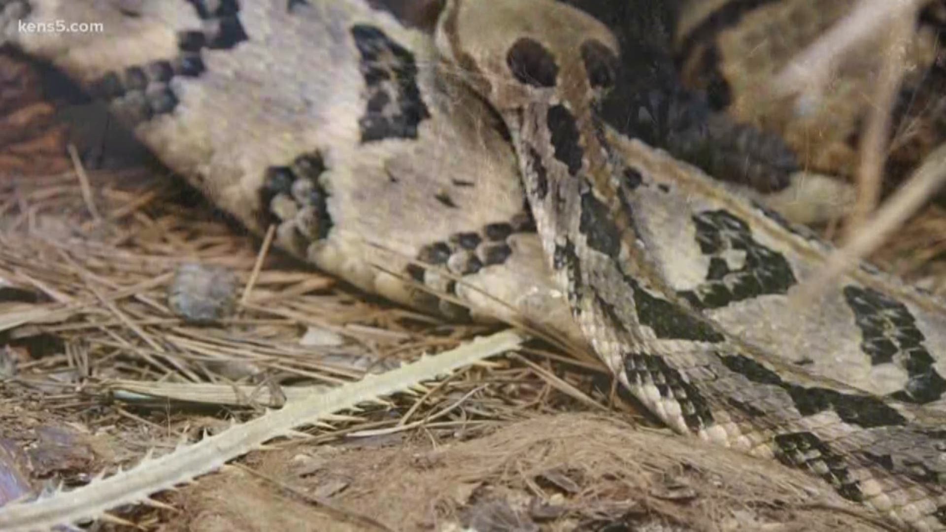 The triple digit heat isn't the only increasing danger in South Texas. The warmer temperatures are bringing out venomous, slithering creatures. Eyewitness News reporter Sharon Ko with the warning -- after one woman was bit by a snake.