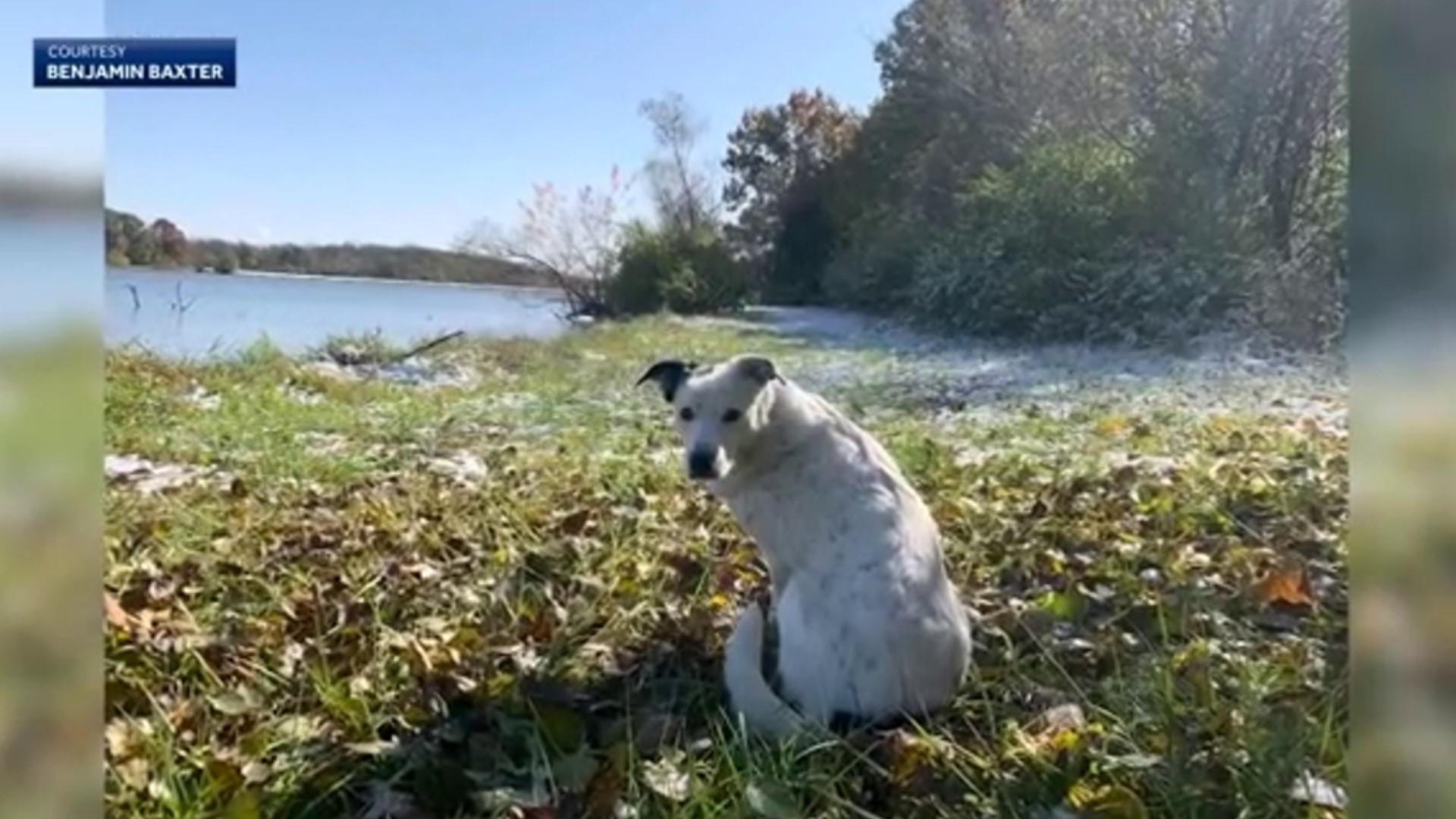 Nearly 600 miles and four years later, Patches was rescued just minutes away from the Mexico border.