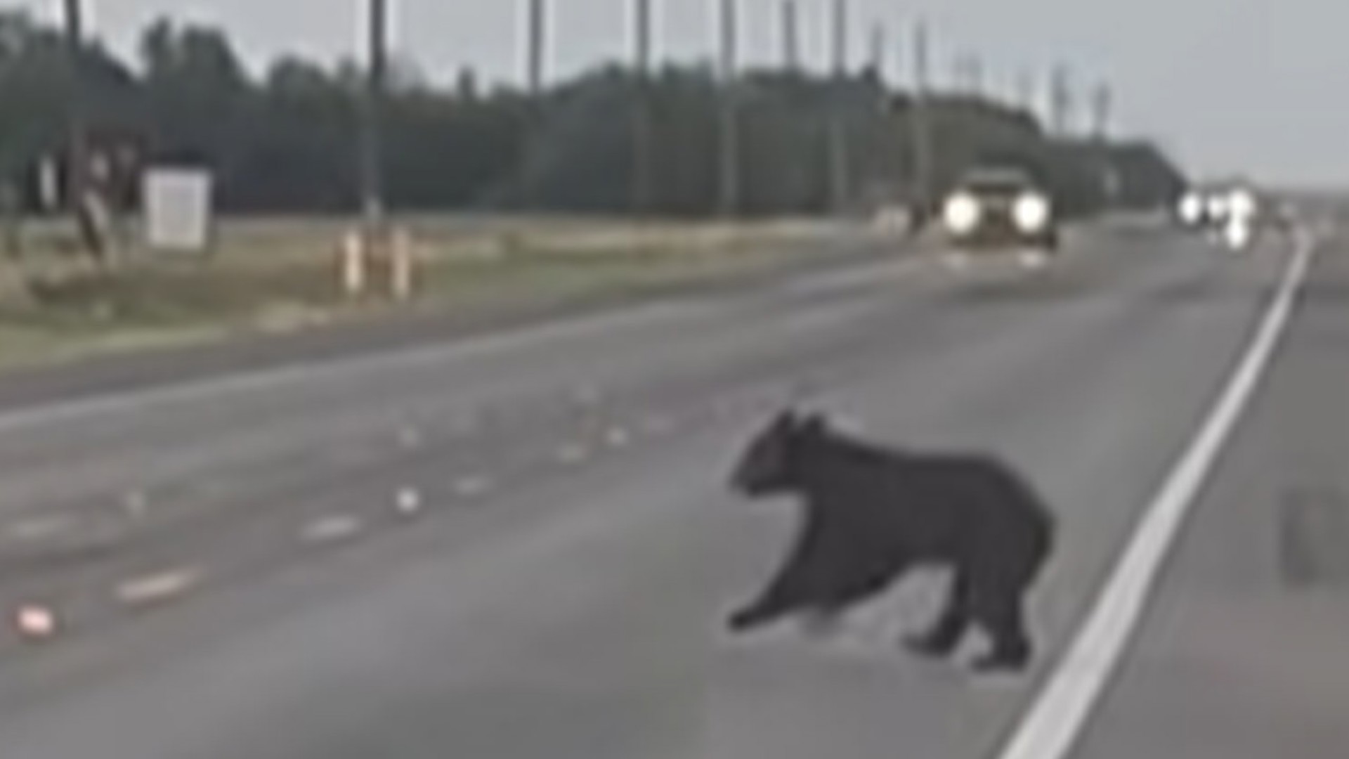 ♡ BLACK BEAR ♡ WATCH: Black bear allegedly spotted crossing Texas highway | kens5.com